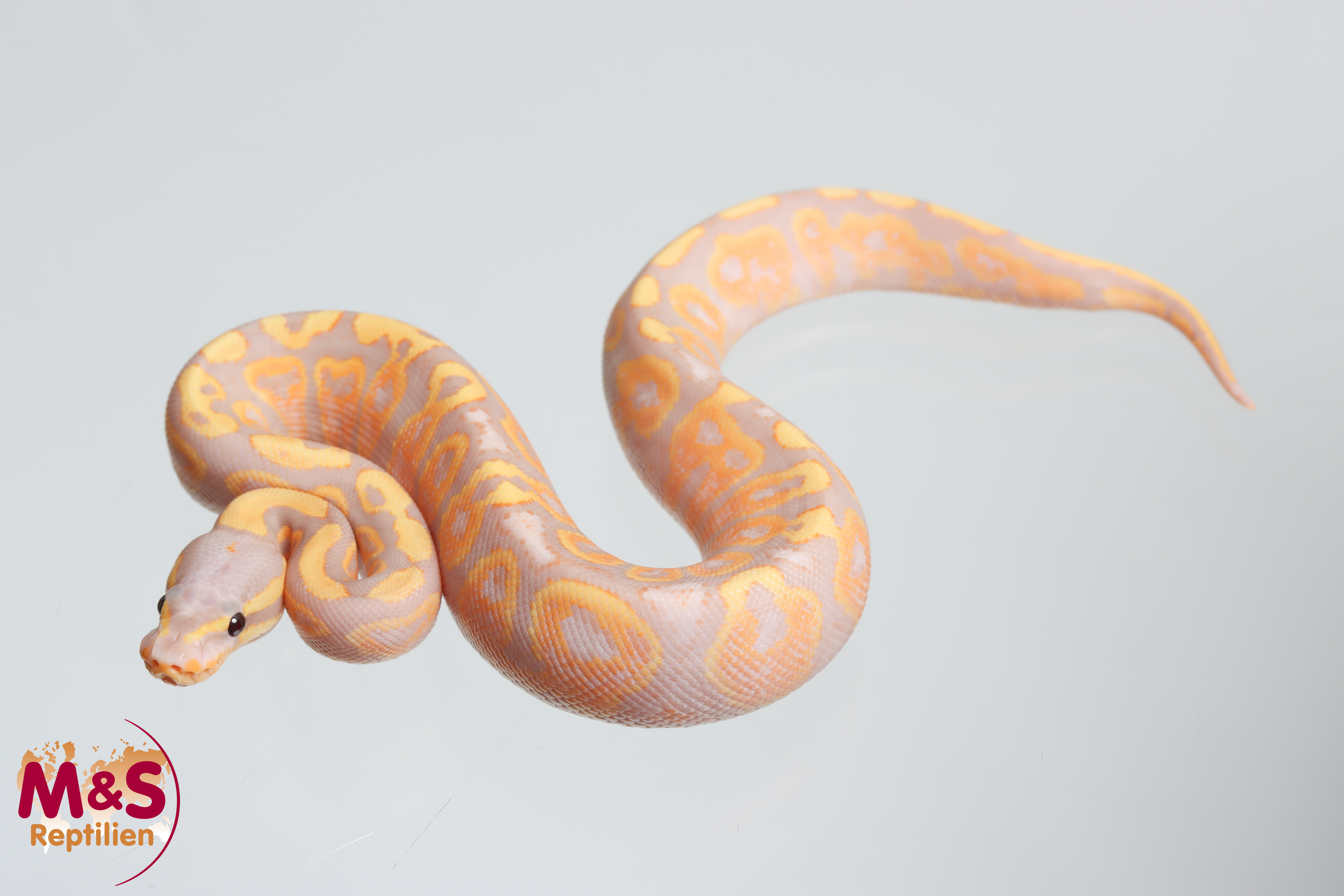 0.1 (Female) Coral Glow poss. Gravel Königspython NZ´M&S´26 Python regius