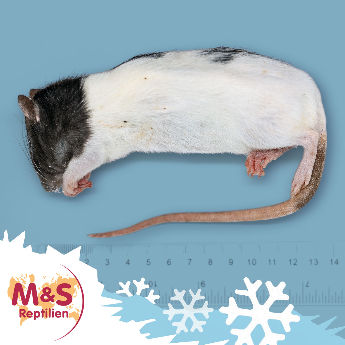 Ratte mittel, gefroren, ca. 100-150g
