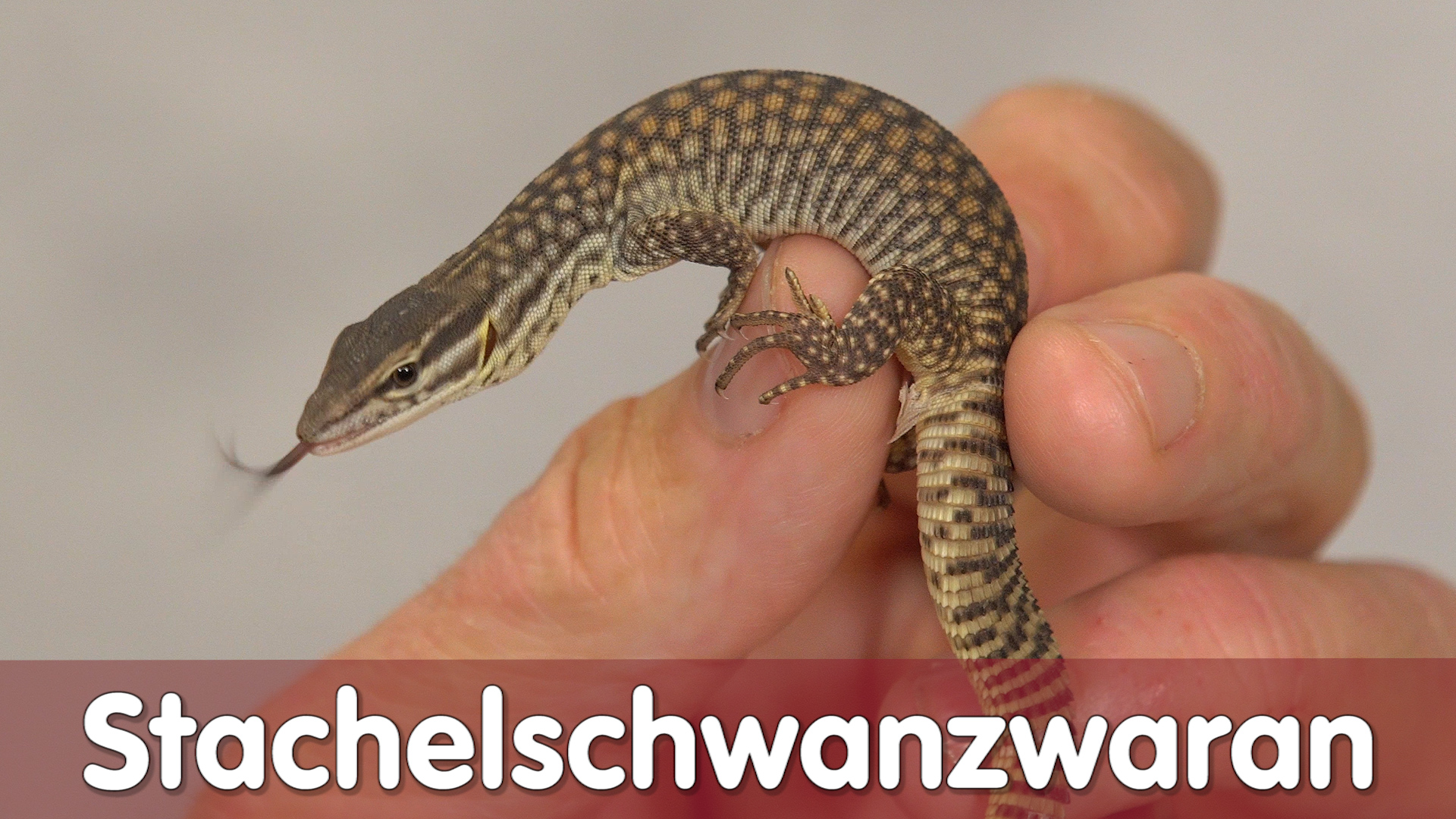 Stachelschwanzwaran / Reptil TV Praxis