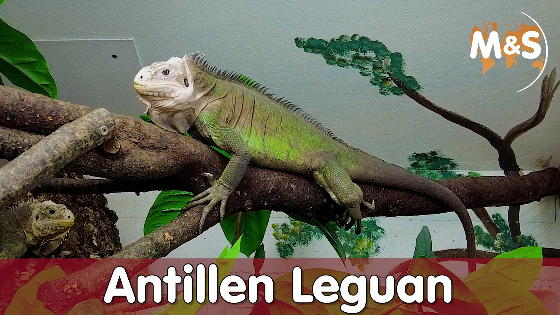 Antillen Leguan | Iguana delicatissima