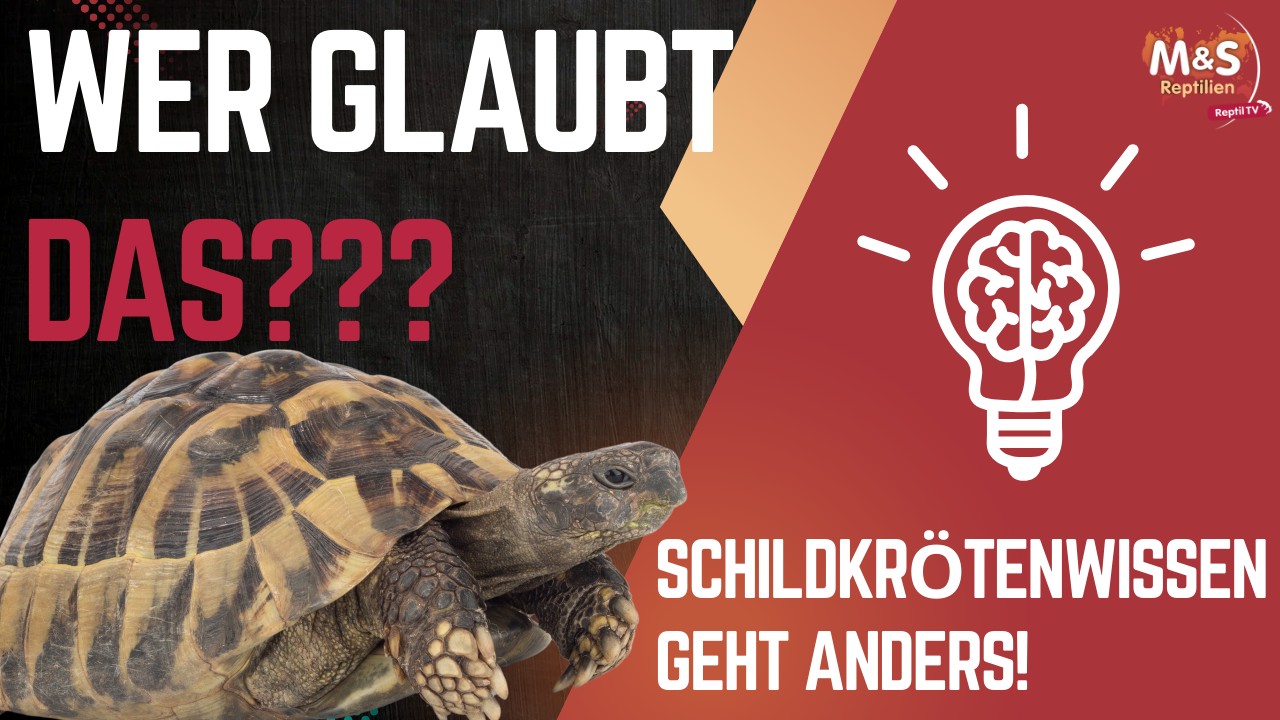 SCHOCKIERENDE FEHLER? | Griechische Landschildkröten in NUR 100 Sekunden? | Reptil TV REACTION