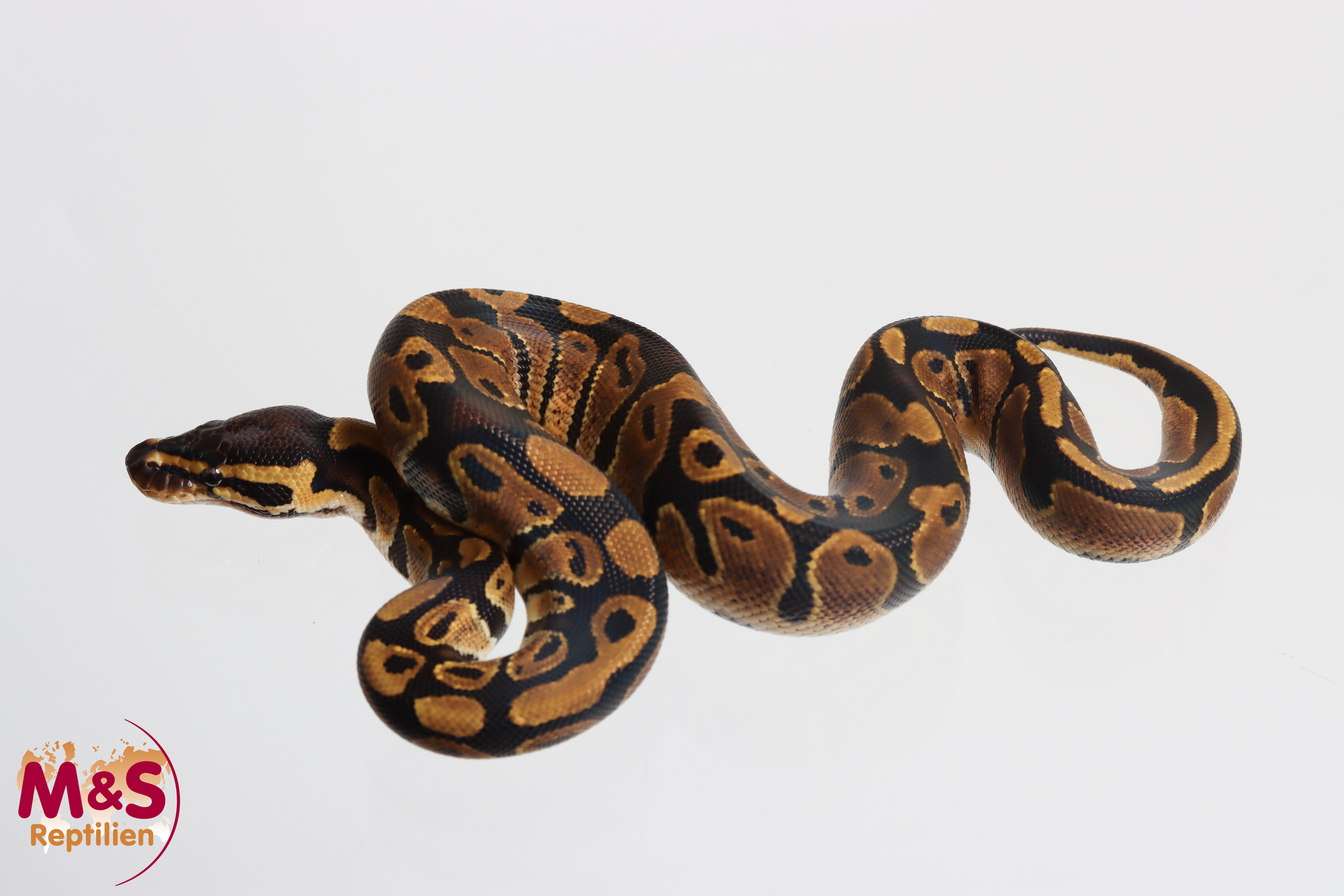 0.1 (Female) 100% hetero Piebald poss.Ultramel Königspython NZ' M&S 26 Python regius