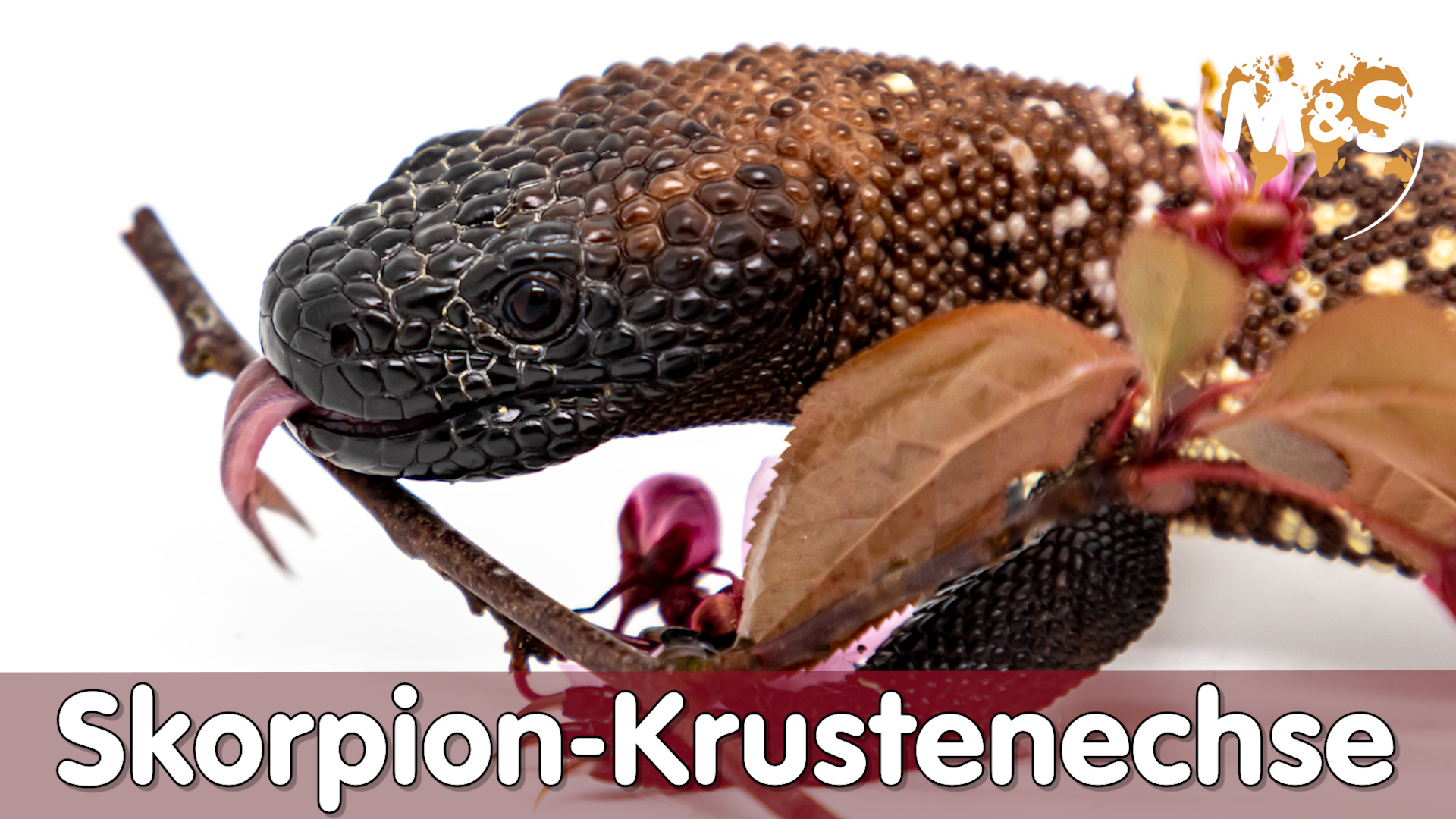 Achtung giftig! | Skorpion-Krustenechse (Heloderma horridum)