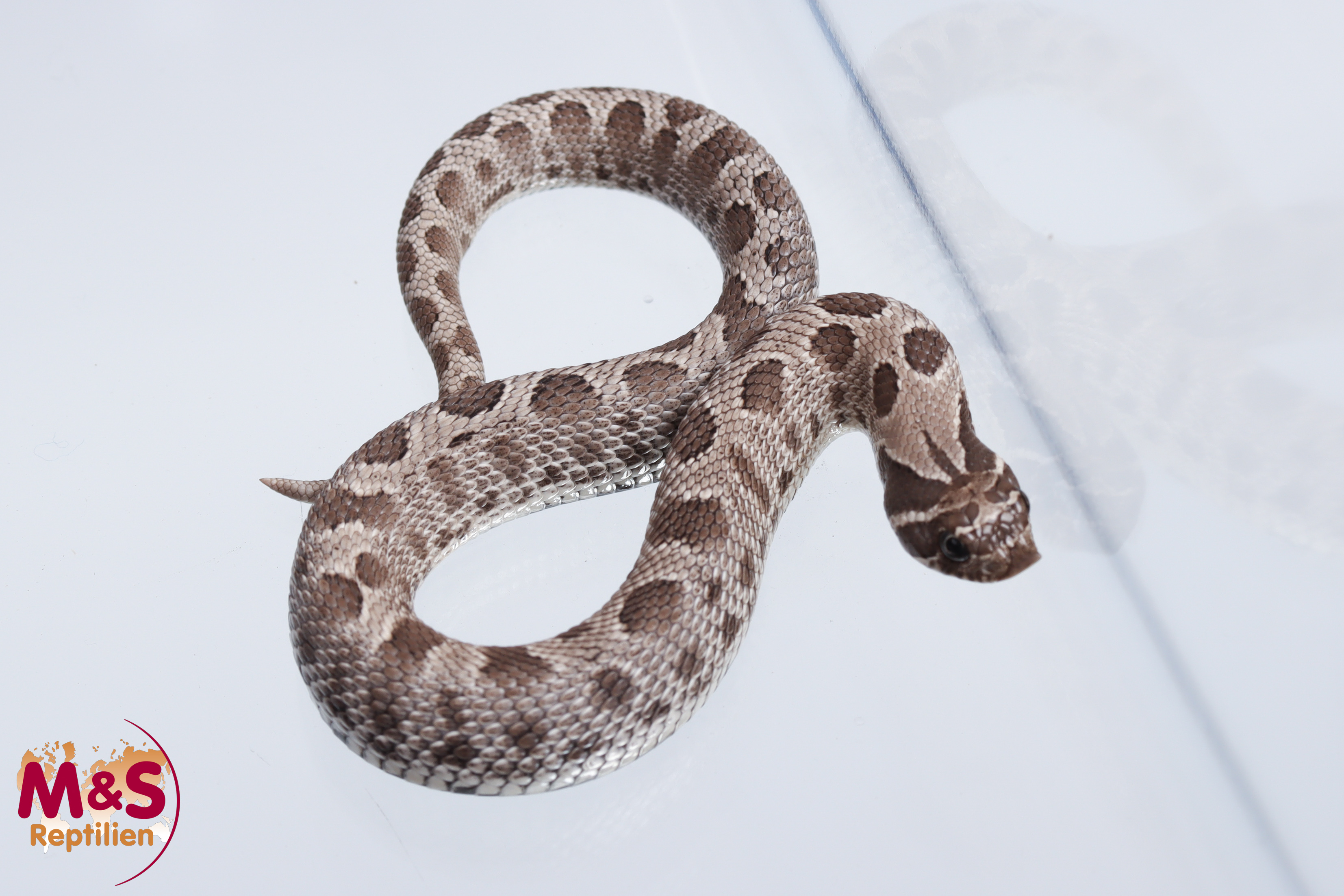 Axanthic Conda Hakennasennatter NZ´26 (ca.15-20 cm) Heterodon nasicus