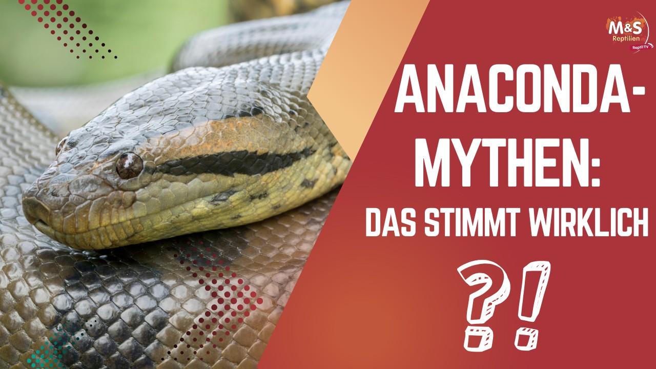 Die Wahrheit über die 15-Meter-Anaconda! | Reaction auf Norbert Zajac