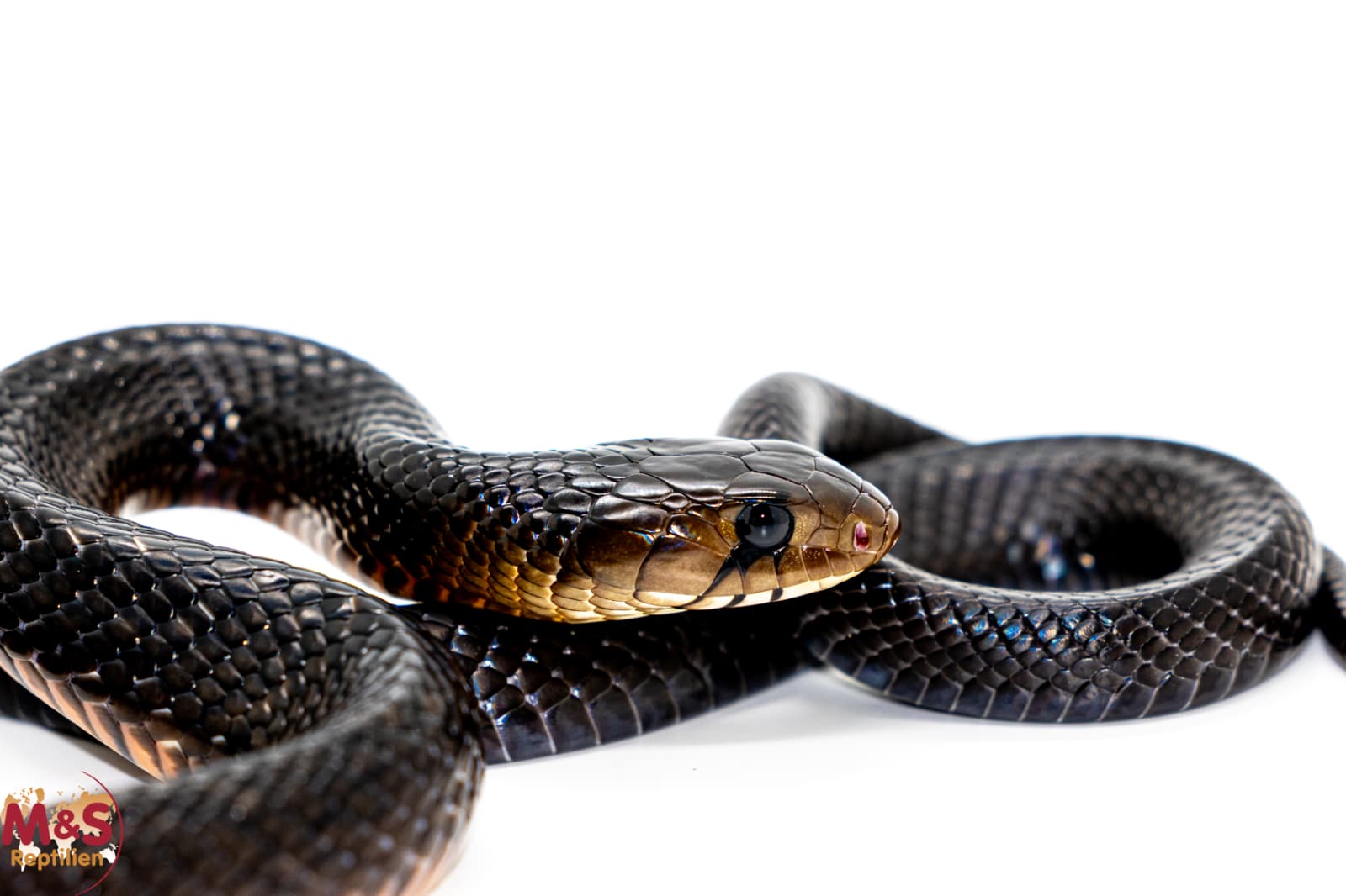 Black Texas Indigonatter NZ´24 (ca.110-120 cm) Drymarchon melanurus erebennus