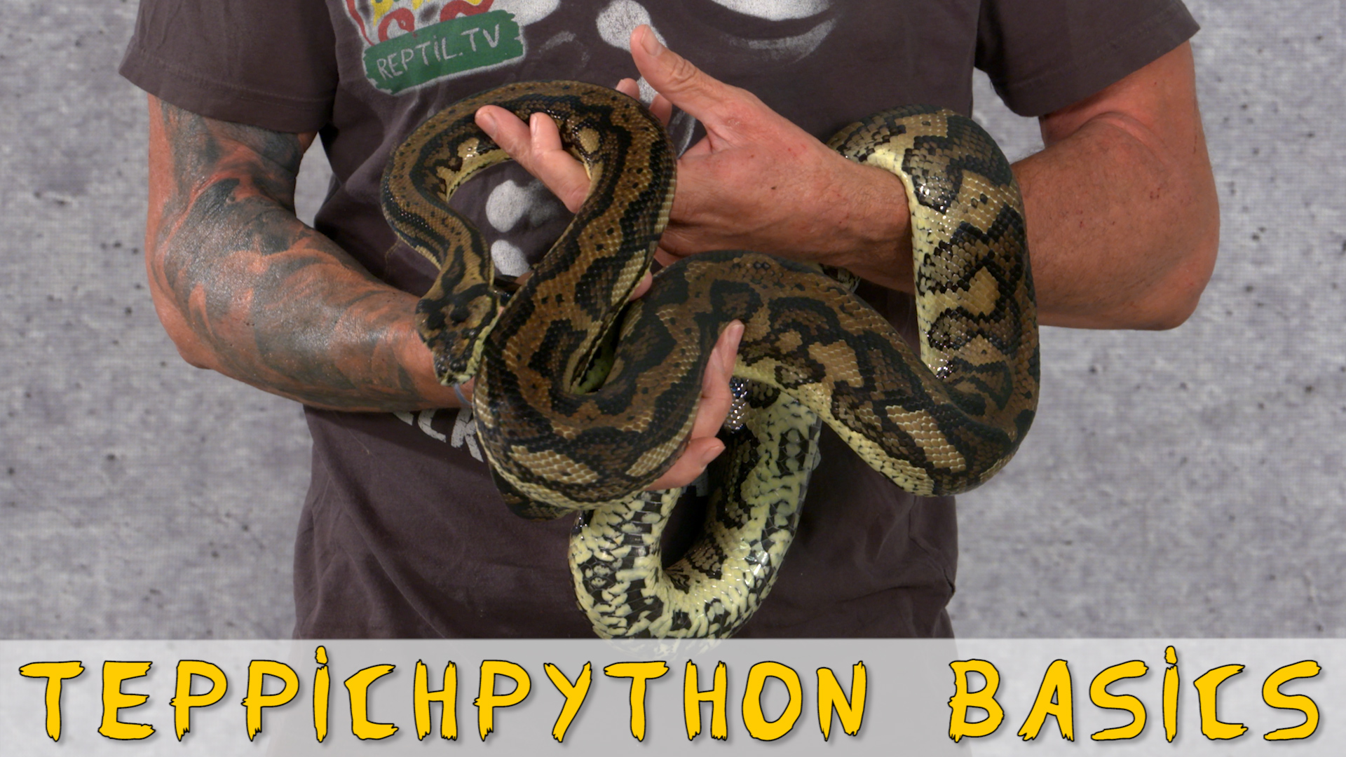 Folge 95 - Teppichpython / Carpet Python Basics