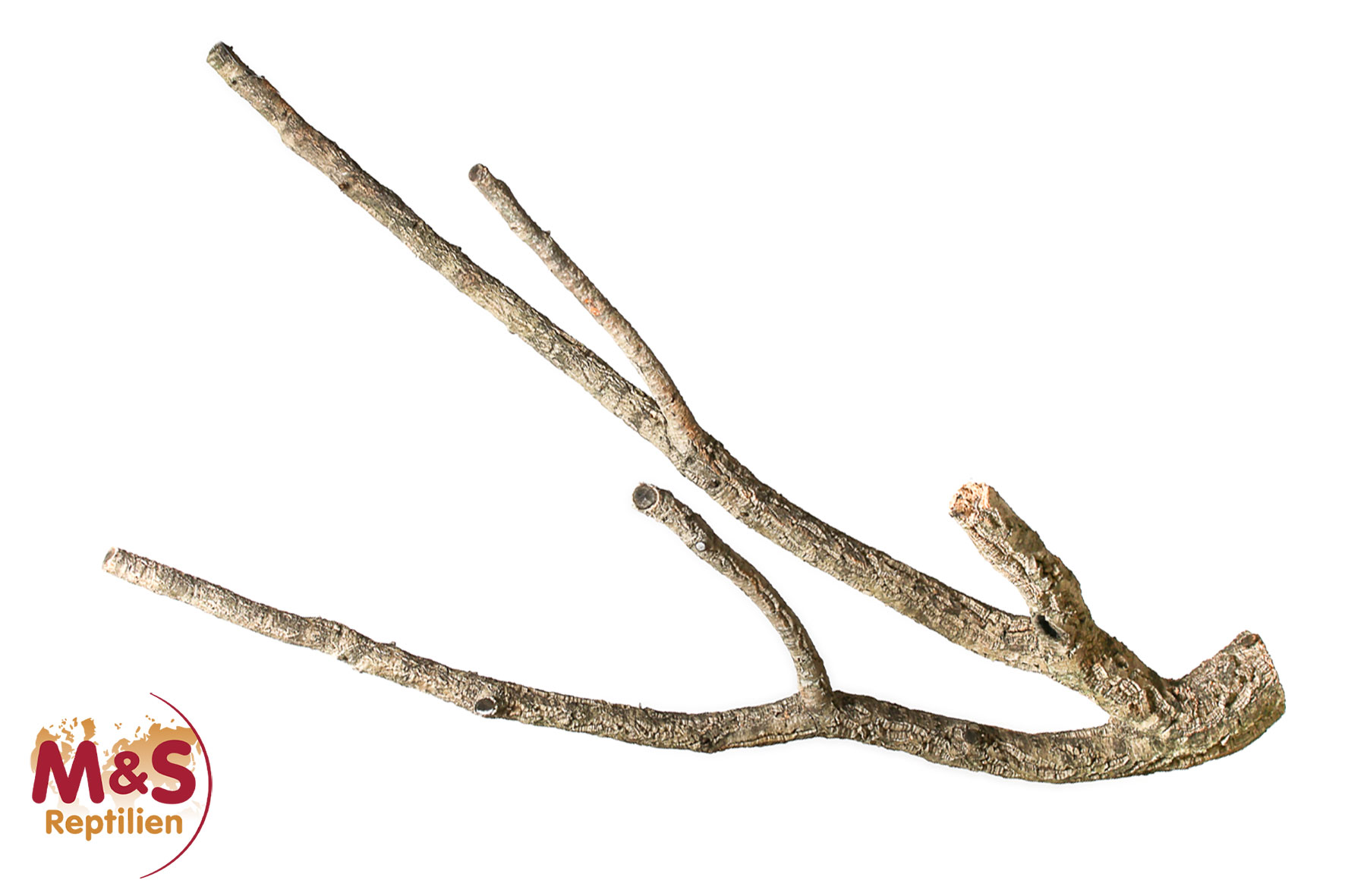 Zierkork Tronchos verzweigt - small - ca. 50-70 cm