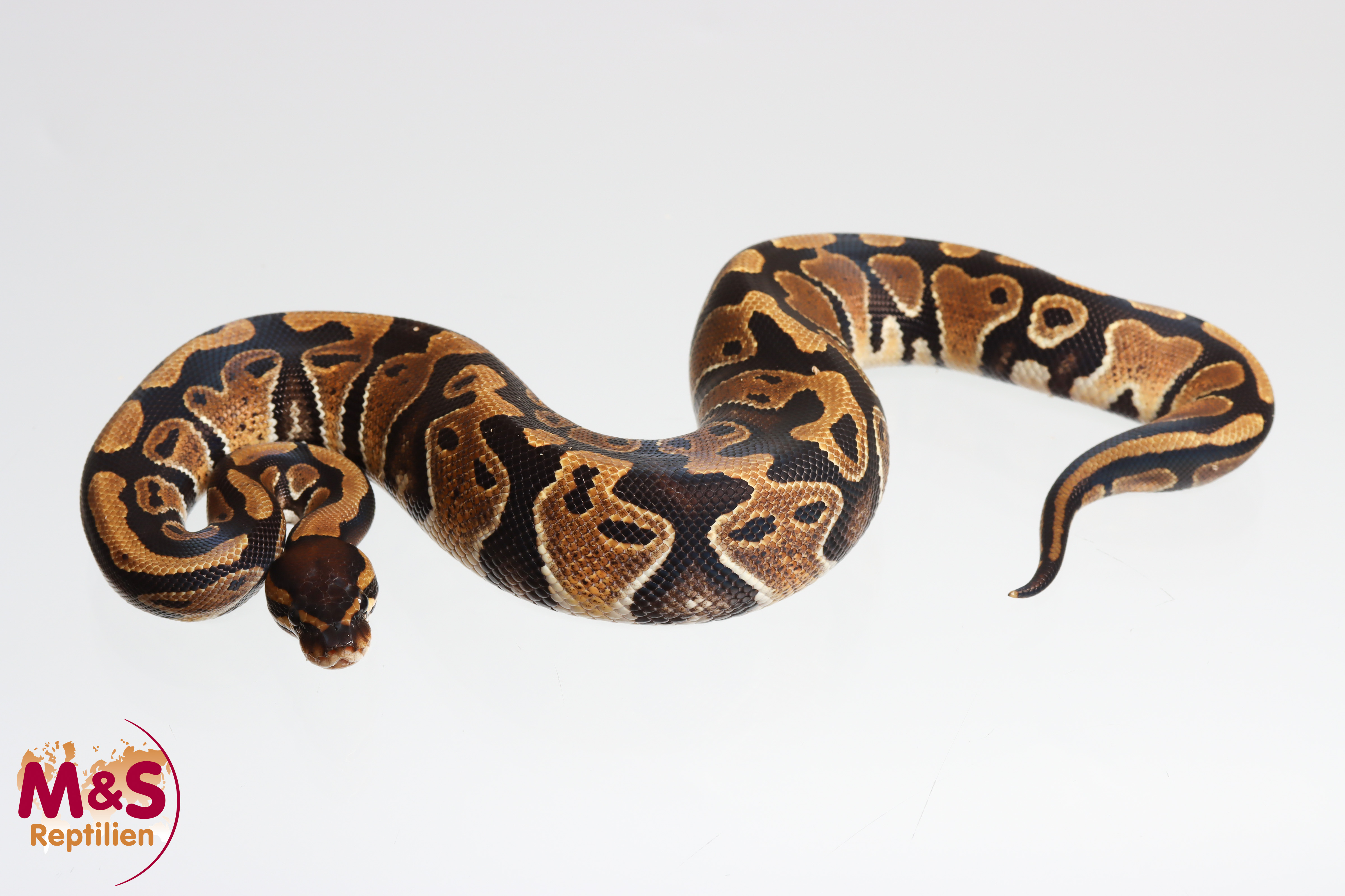 0.1 (Female) Double 66% poss het Cryptic-Clown 50% het Piebald Lavender Königspython NZ´M&S´25 Python regius