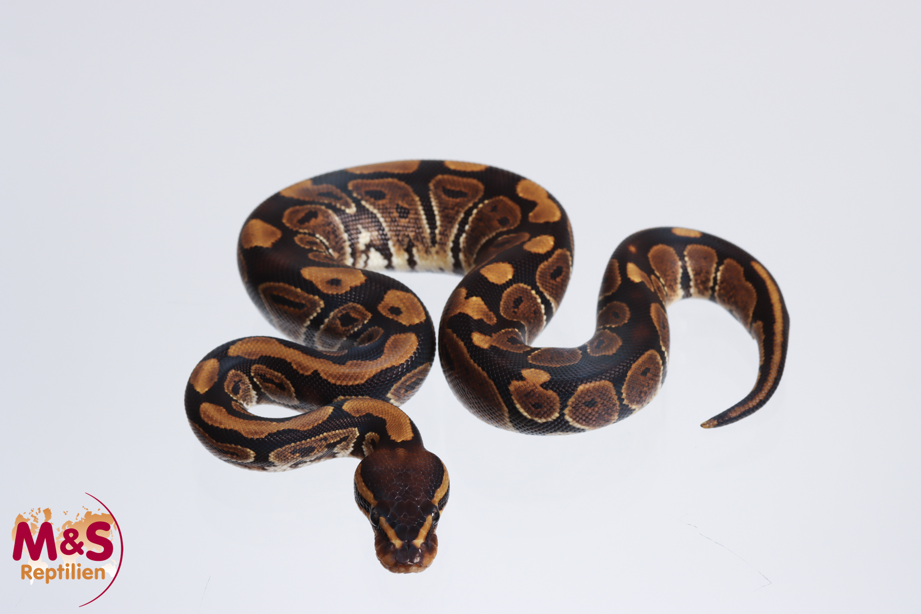 0.1 (Female) Mahogany 100% hetero Albino Königspython NZ´M&S´23 Python regius