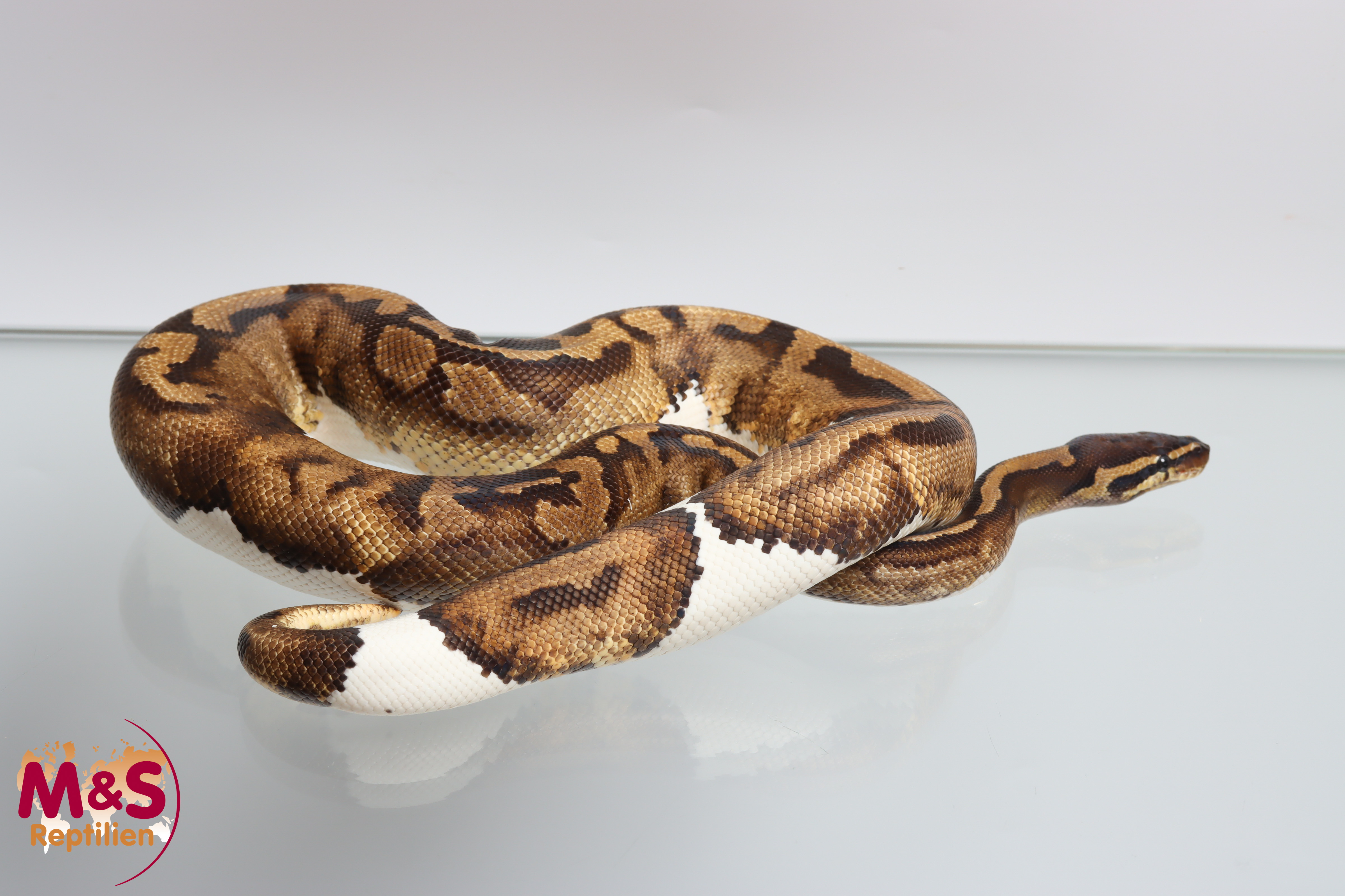 1.0 (Male) Piebald 100 % hetero Ultramel Königspython NZ´25 Python regius