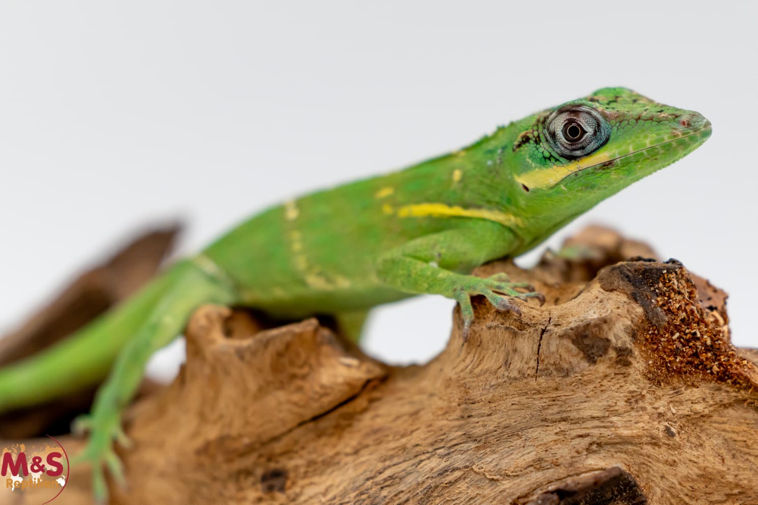 Ritter Anolis NZ´25 (small)  Anolis equestris (Originalbild der Jungtiere)