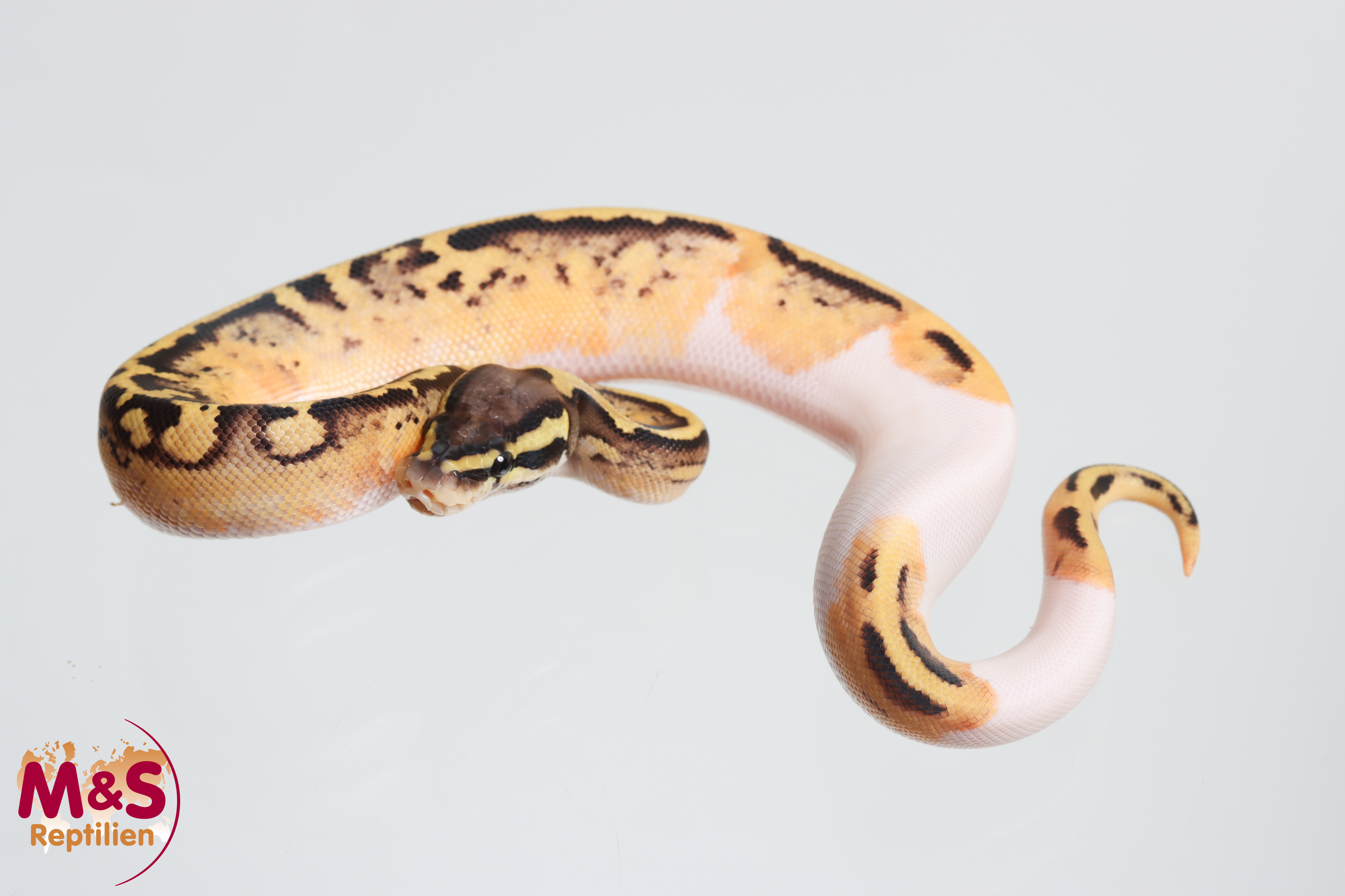 0.1 (Female) Pastel Piebald Gene X 100% hetero Ghost Königspython NZ´M&S´26 Python regius