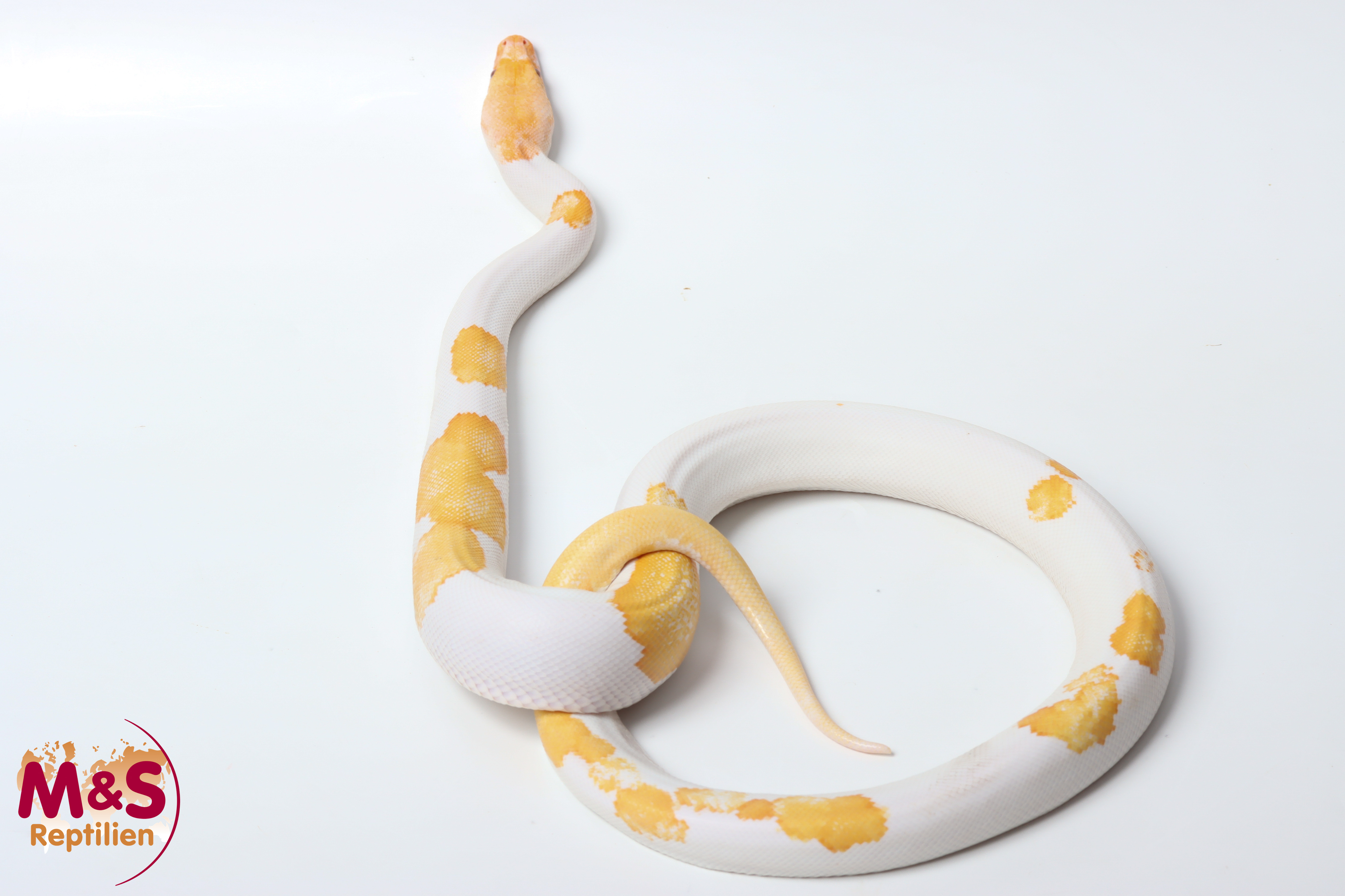 1.0 (Male) Albino Piebald Tigerpython NZ'25 (ca. 100cm) Python bivittatus (Originalbild)