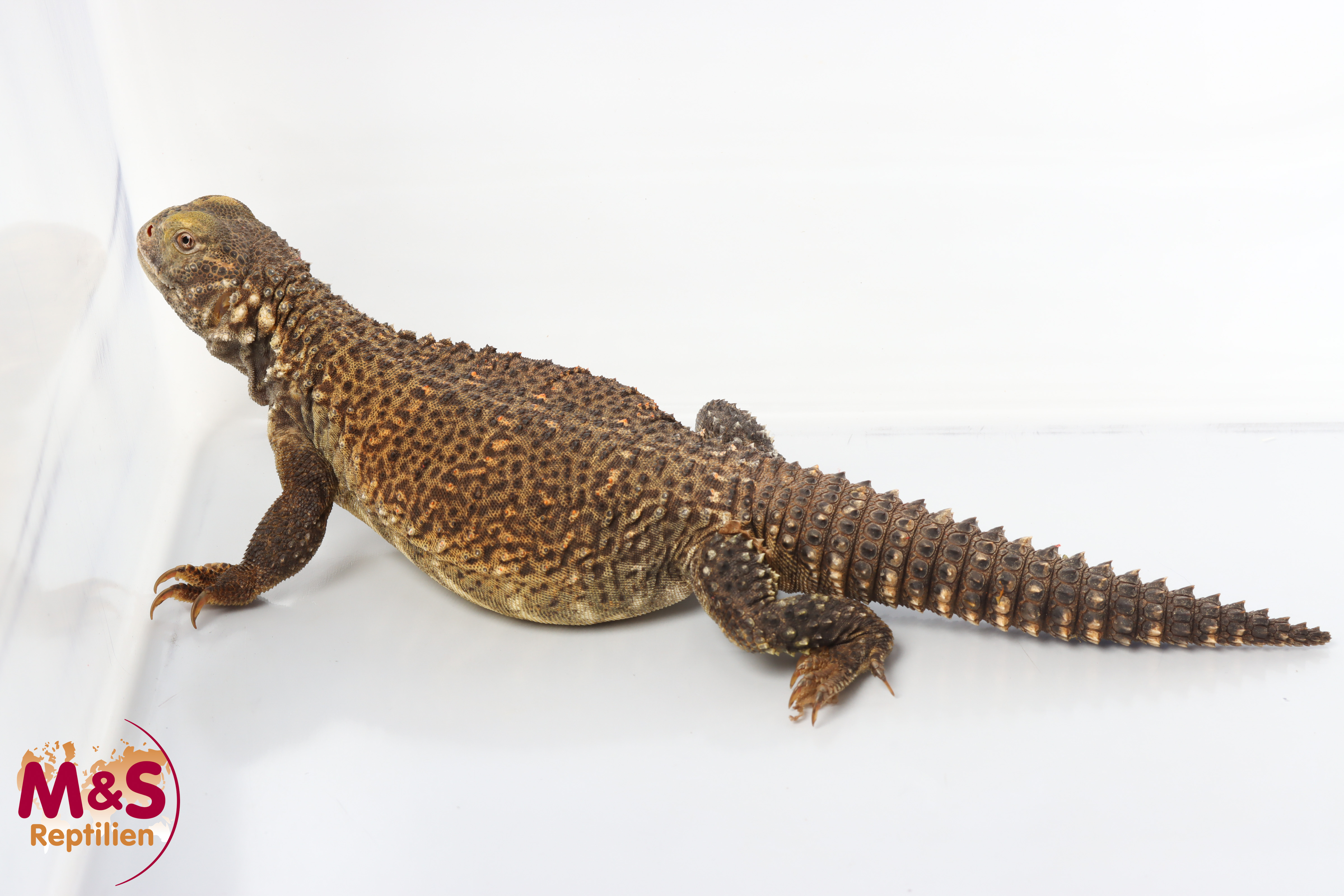 0.1 (Female) Irakische Dornschwanzagame NZ´24 (ca.30cm) Saara loricata (Originalbild)