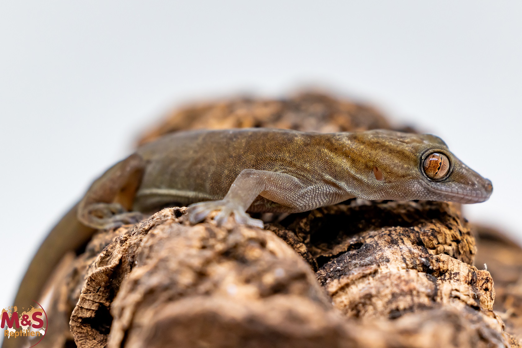 0.1 (Female) Vietnam Goldgecko NZ '25 (ca. 10-15cm) Gecko badenii