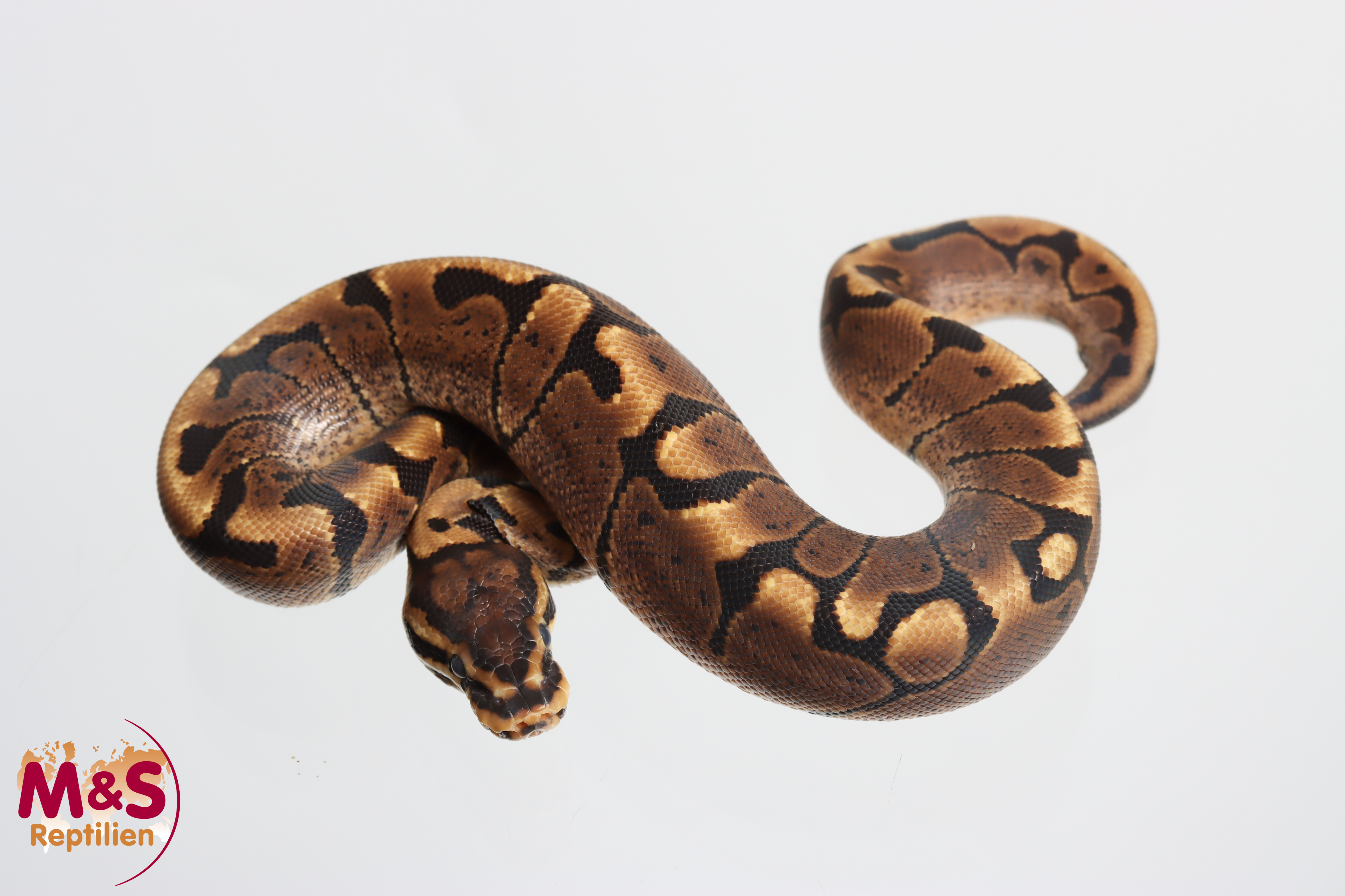1.0 (Male) Circle - Woma Königspython NZ´M&S´26 Python regius