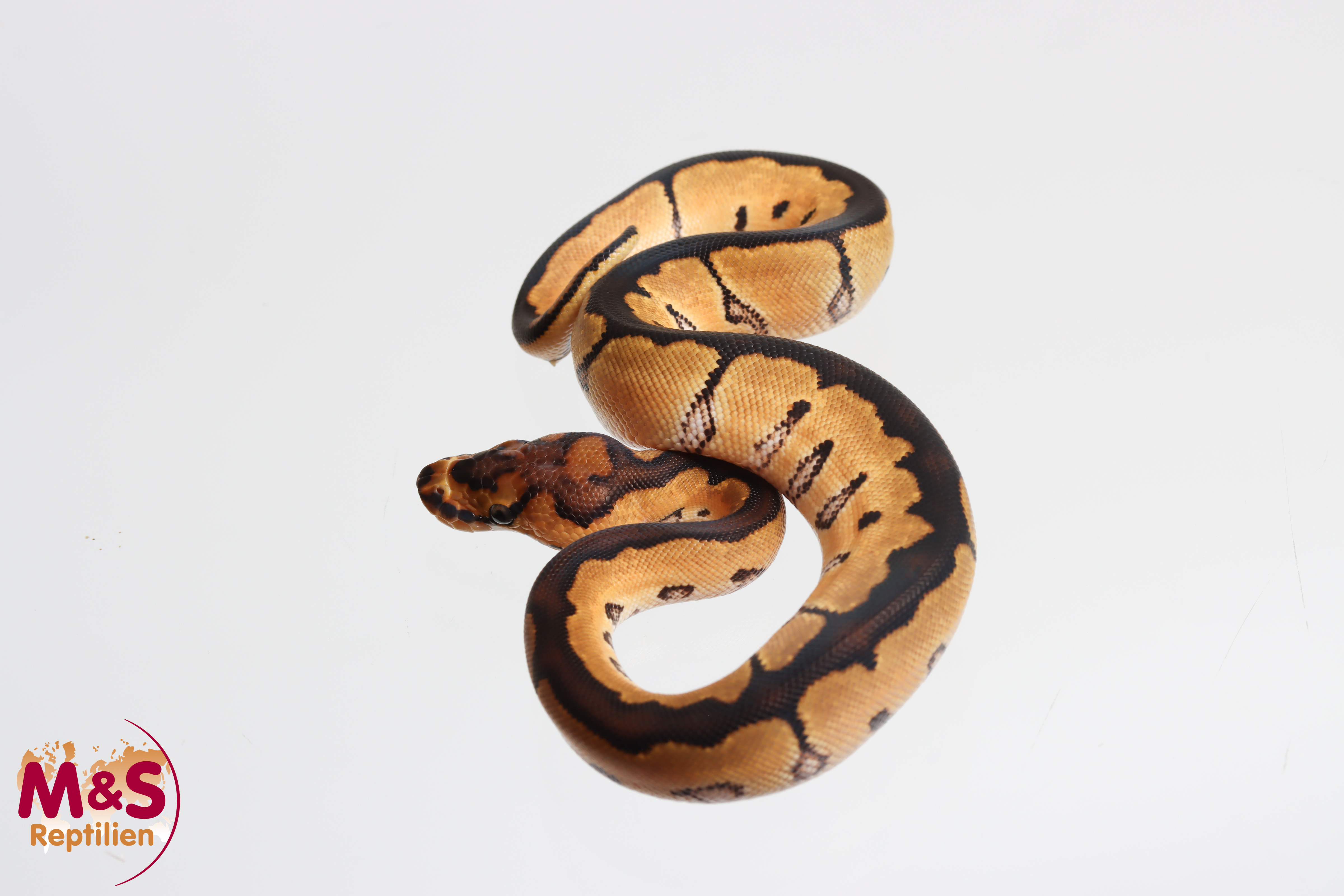 0.1 (Female) Clown 66% poss.Axanthic Königspython NZ' M&S 26 Python regius
