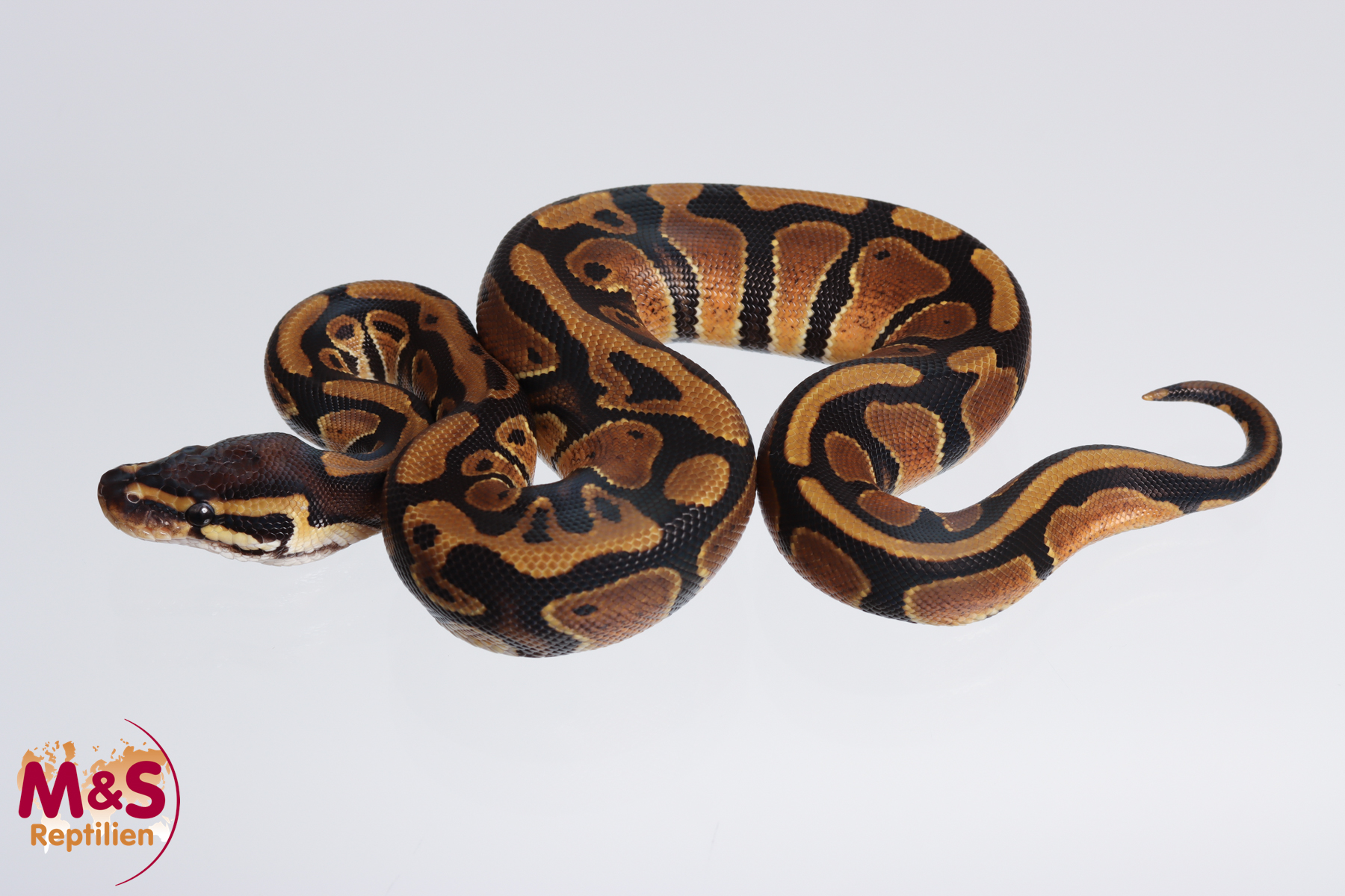 0.1 (Female) 100% hetero Piebald - 66% poss. hetero Lavender Königspython NZ´M&S´23 Python regius