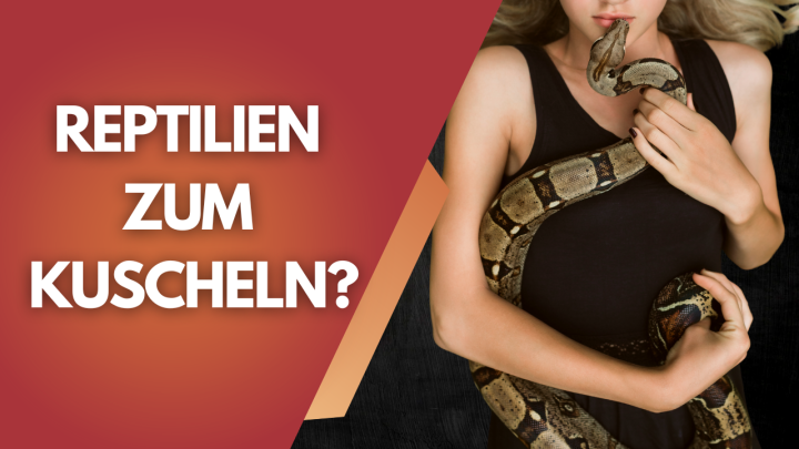 Können Reptilien kuscheln? Diese Tiere zeigen echte Nähe!