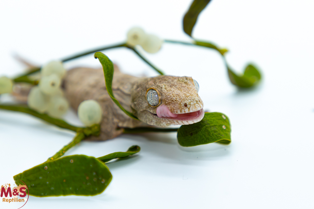 1.0 (Male) Riesengecko -Nuu Ami- (small) NZ´ 24 Rhaco. leachianus (Originalbild)