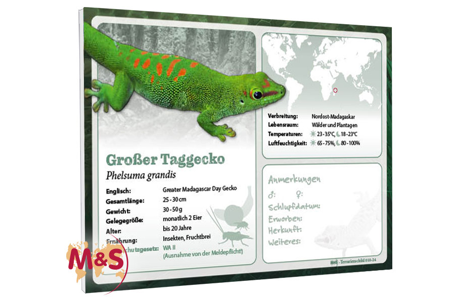 Terrarienschild (Zooschild) Großer Taggecko, Phelsuma grandis