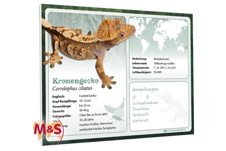 Terrarienschild (Zooschild) Kronengecko, Correlophus ciliatus