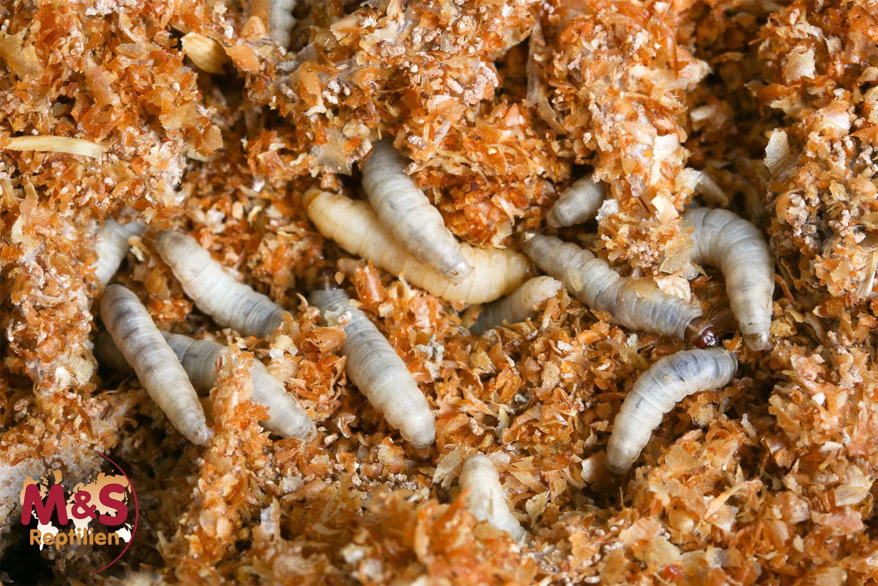 Wachsraupen (Galleria mellonella) Zuchtansatz