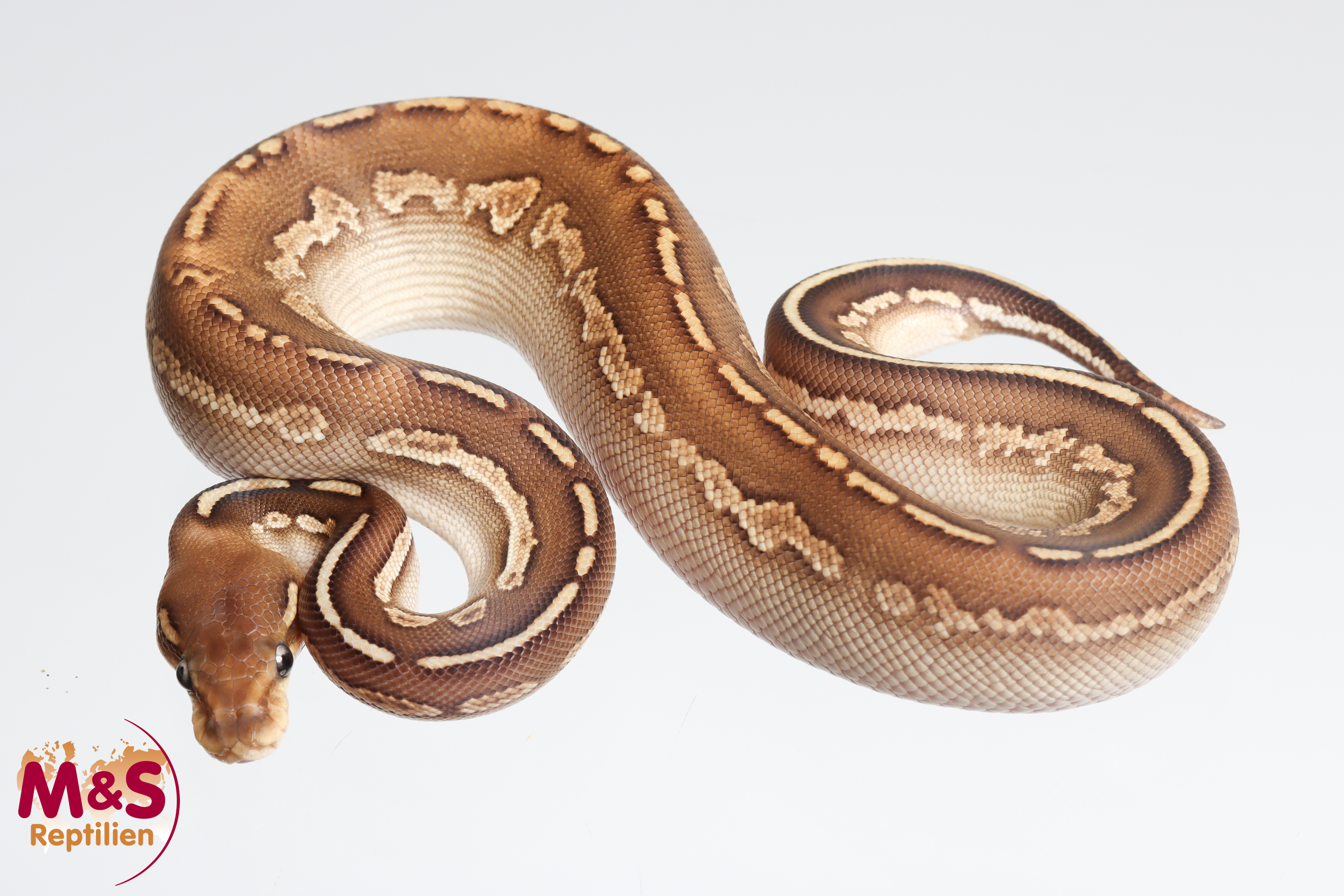 1.0 (Male) Butter Stranger +? Königspython NZ´M&S´25 Python regius