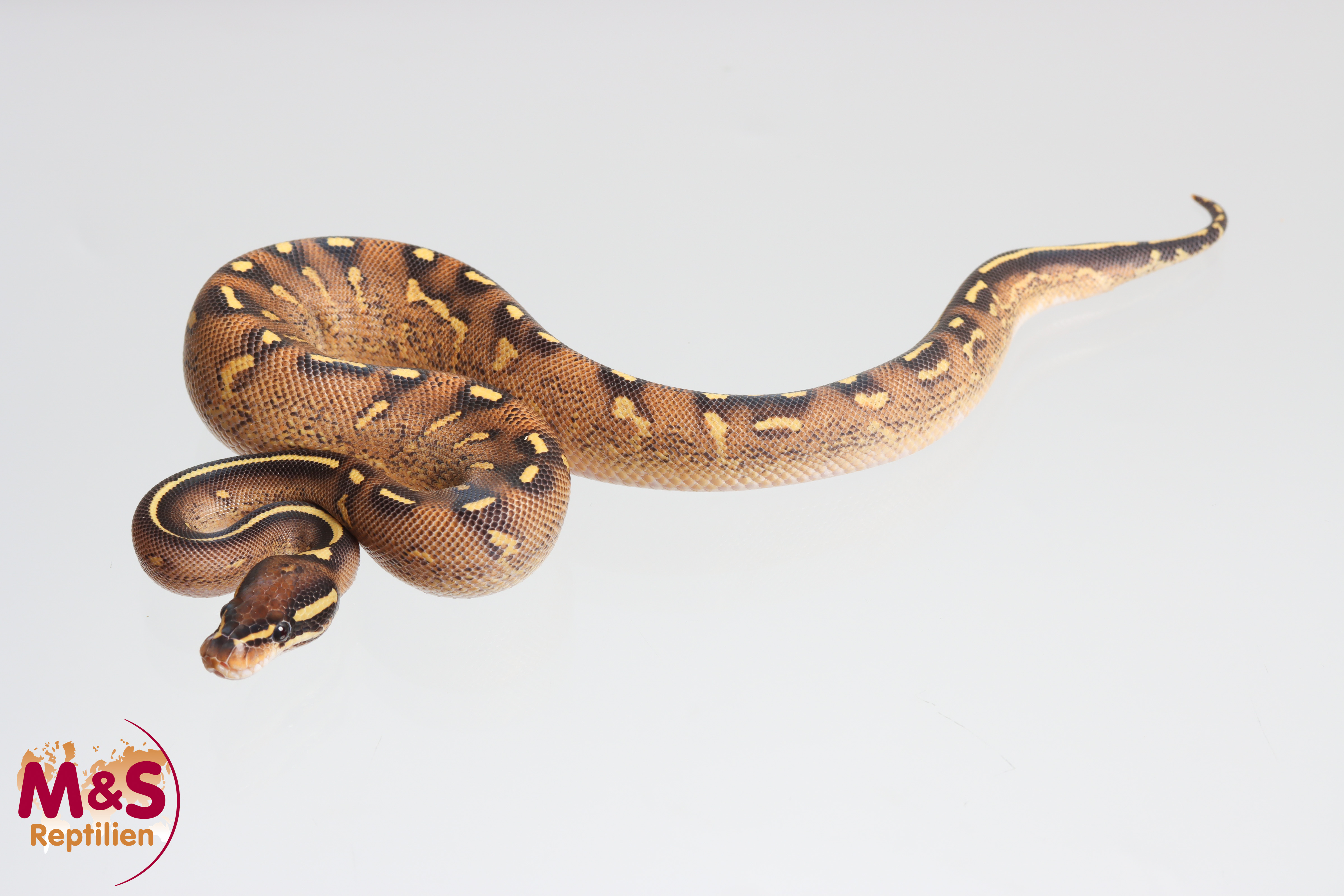 1.0 (Male) Super Gravel Königspython NZ´M&S´25 Python regius