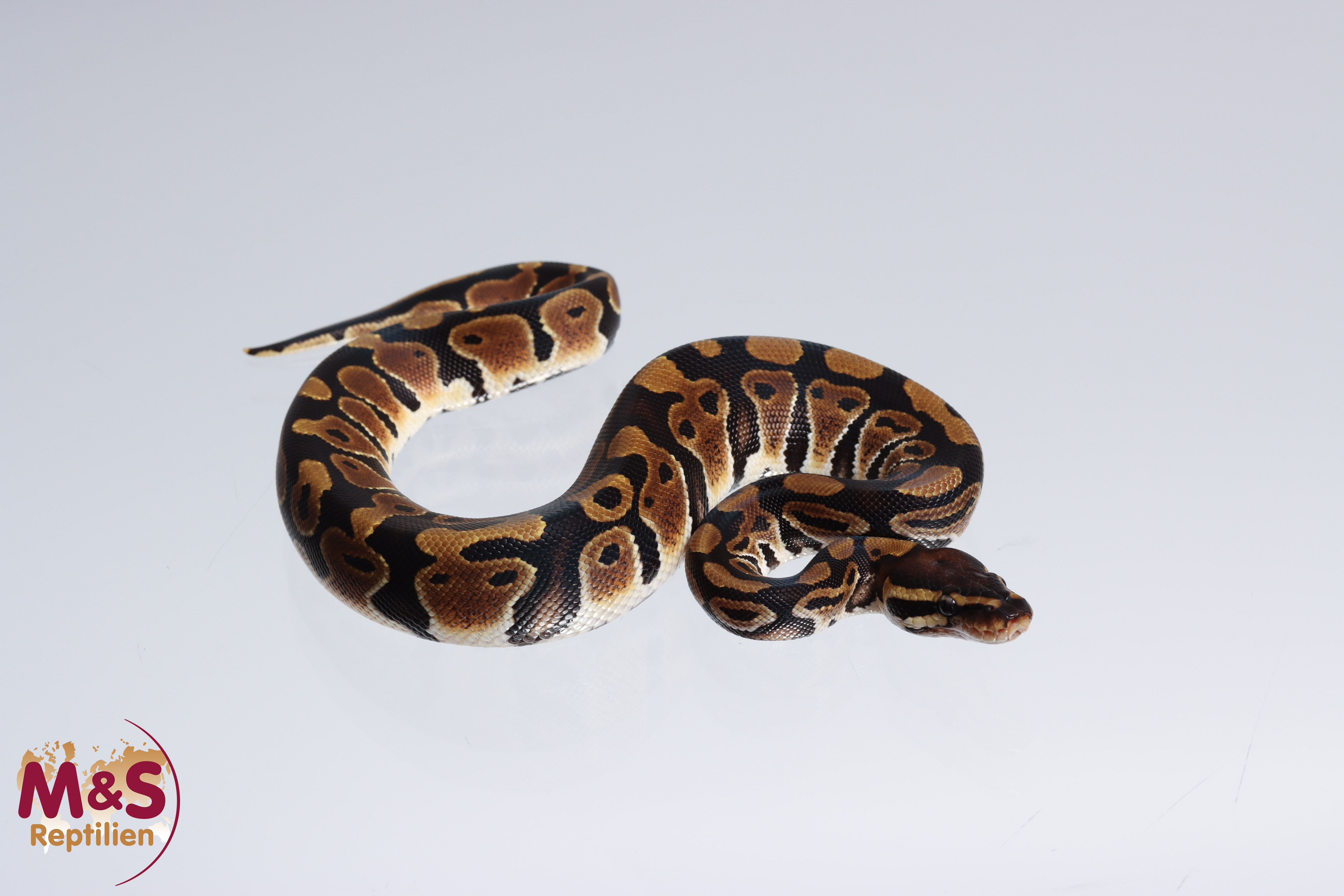 1.0 (Male) 100% doppel hetero Albino - Piebald Königspython NZ´M&S´22 Python regius