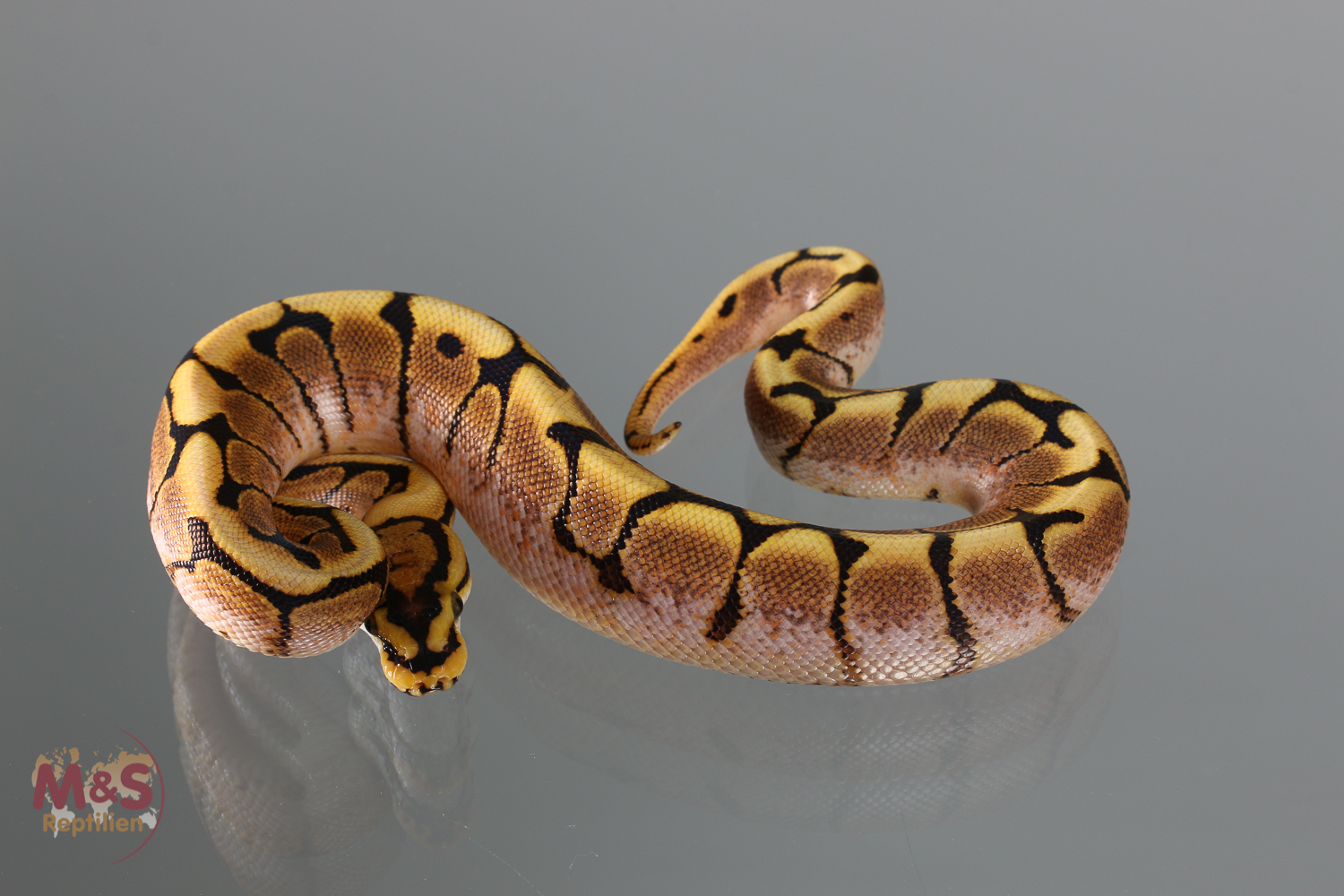 1.0 (Male) Gravel Spider 100% hetero Albino Königspython NZ´M&S´18 Python regius