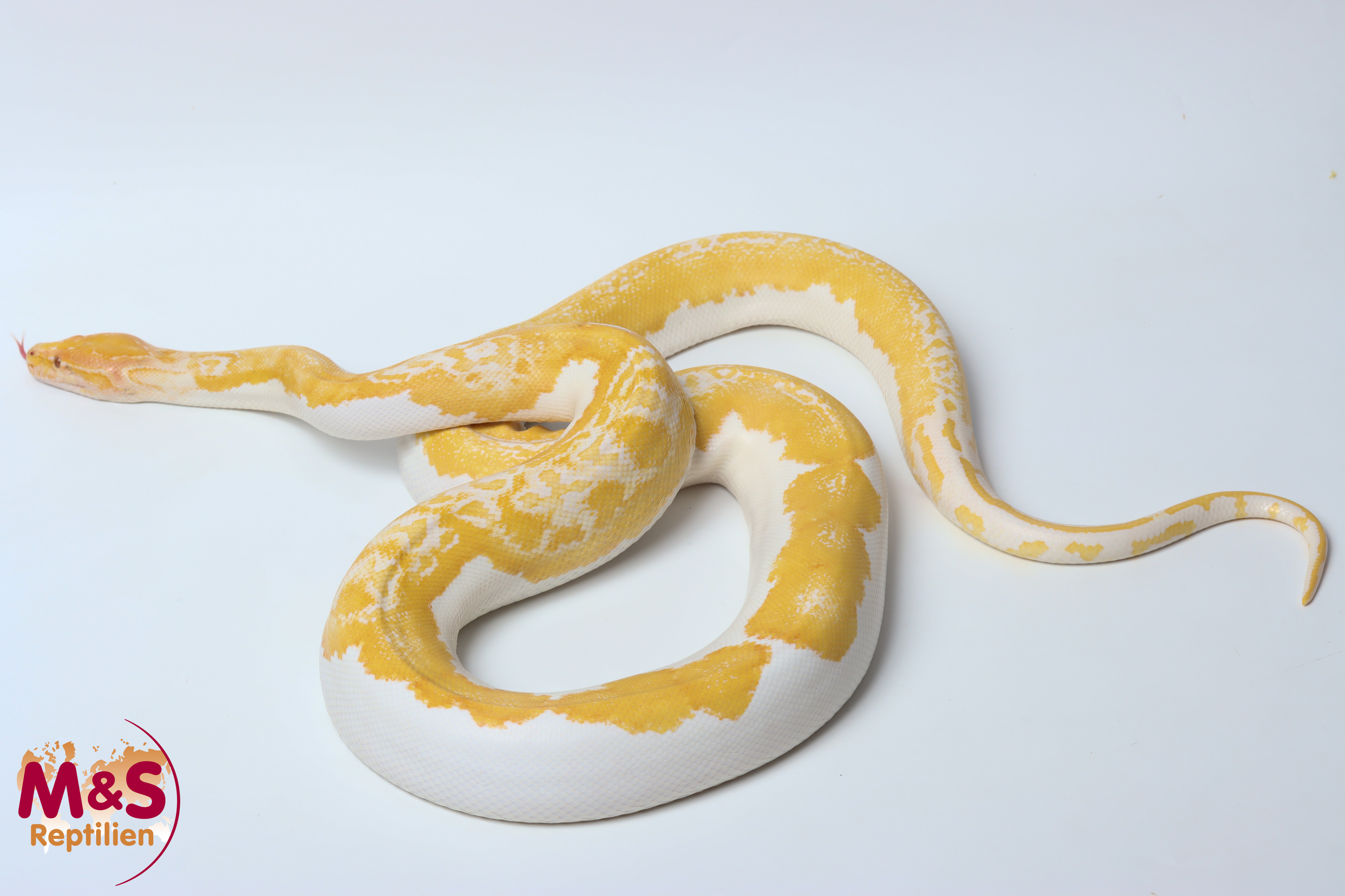 1.0 (Male) Albino Piebald Tigerpython NZ'25 ( ca. 180 cm) Python bivittatus (Originalbild)