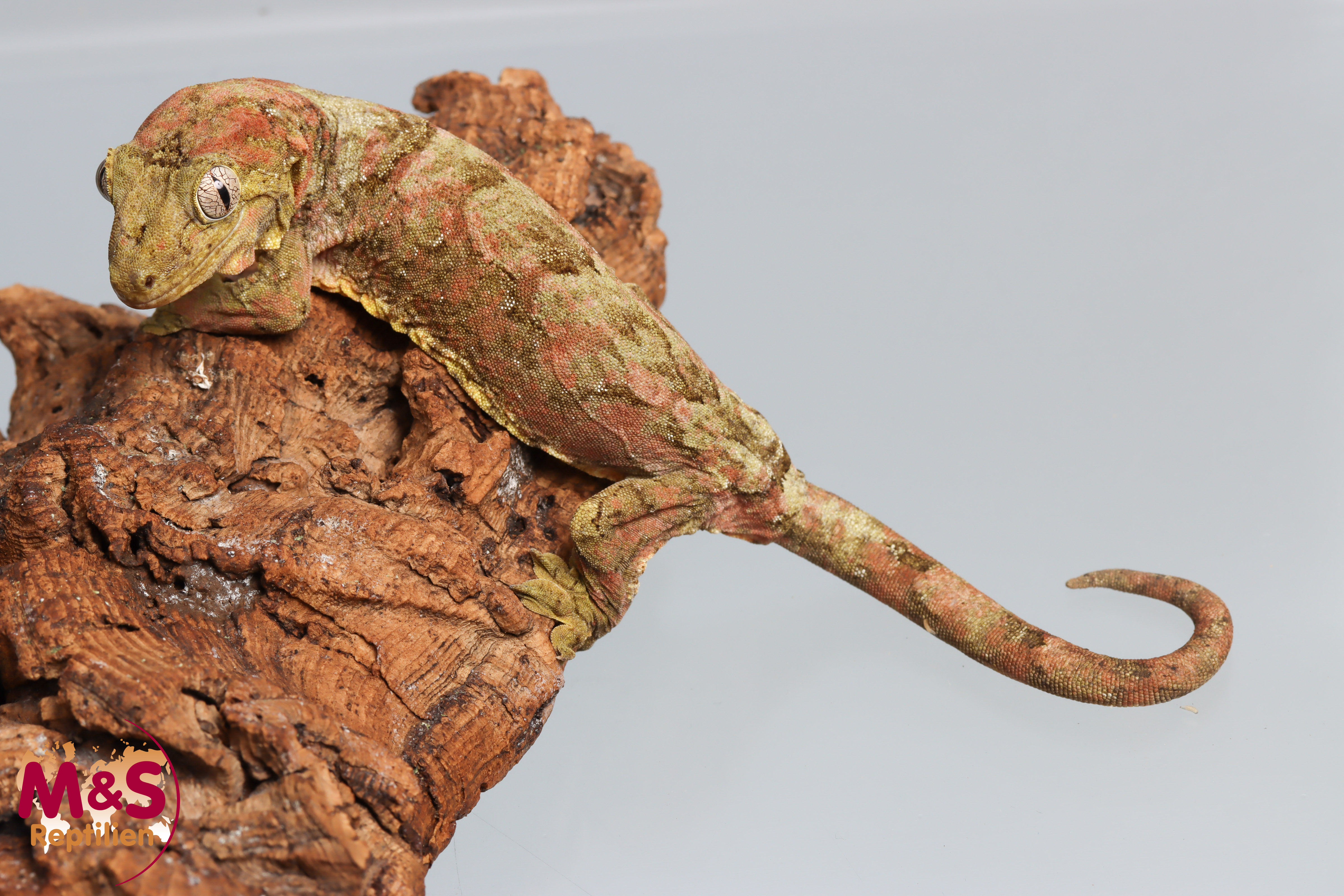 0.1 (Female) -Mainland- Flechtengecko NZ 23 (adult) Mniarogekko chahoua (Originalbild)