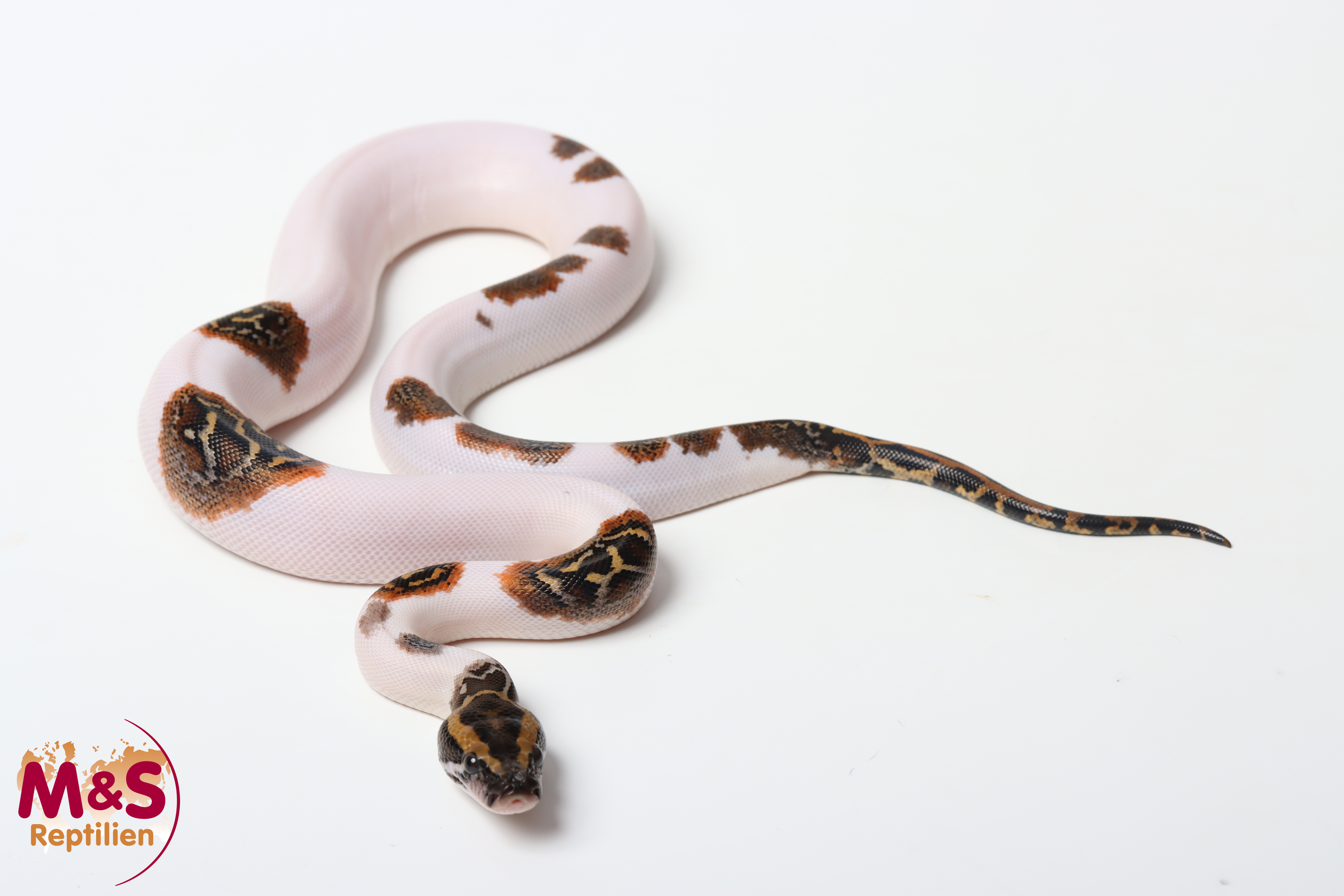 0.1 (Female) Piebald 100% hetero Caramel Tigerpython NZ'26 (ca.40cm) Python bivittatus