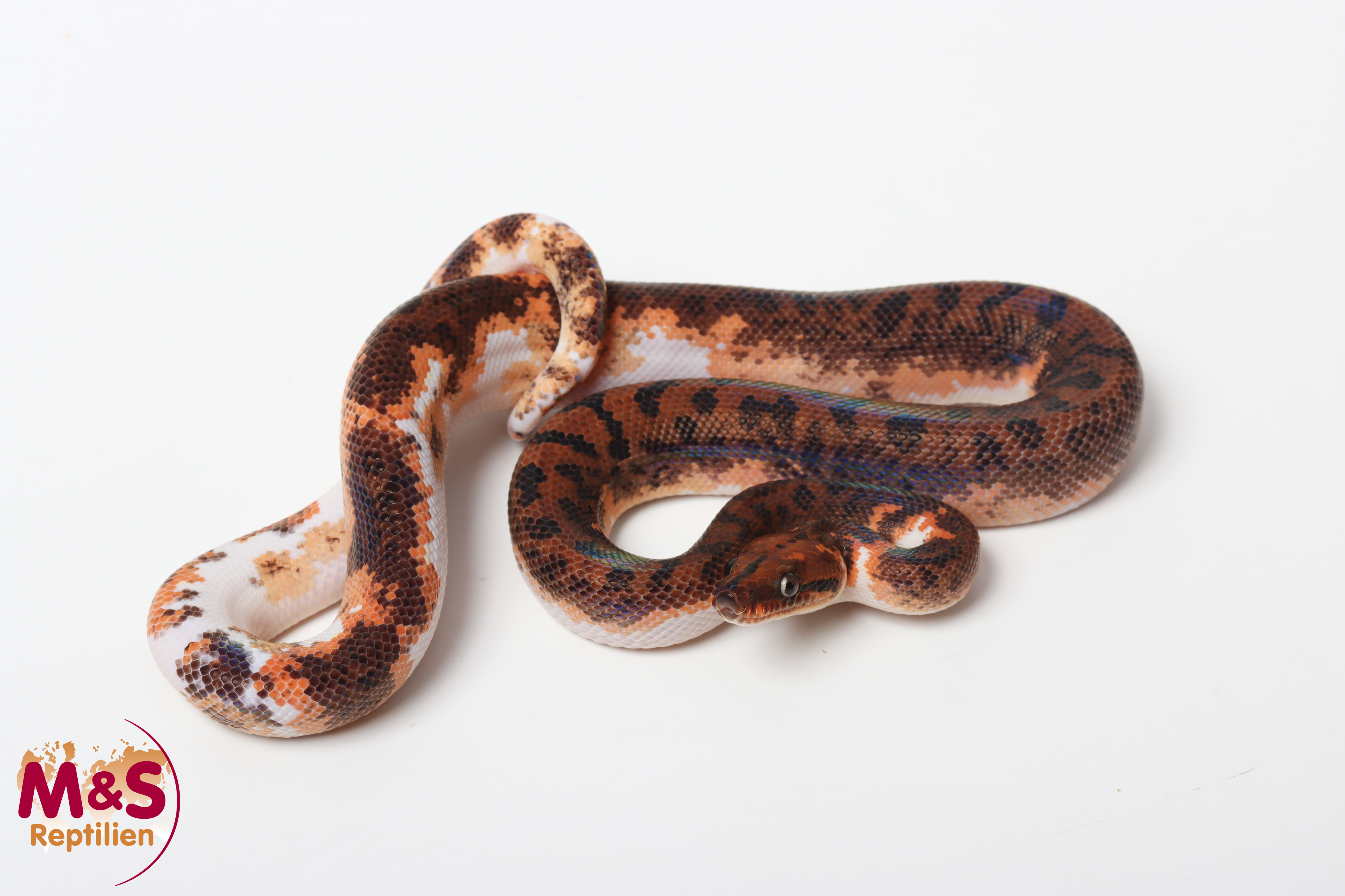 0.1 (Female) Piebald ''High White'' Rote Regenbogenboa NZ´25 (ca.70-80cm) Epicrates cenchria cenchria