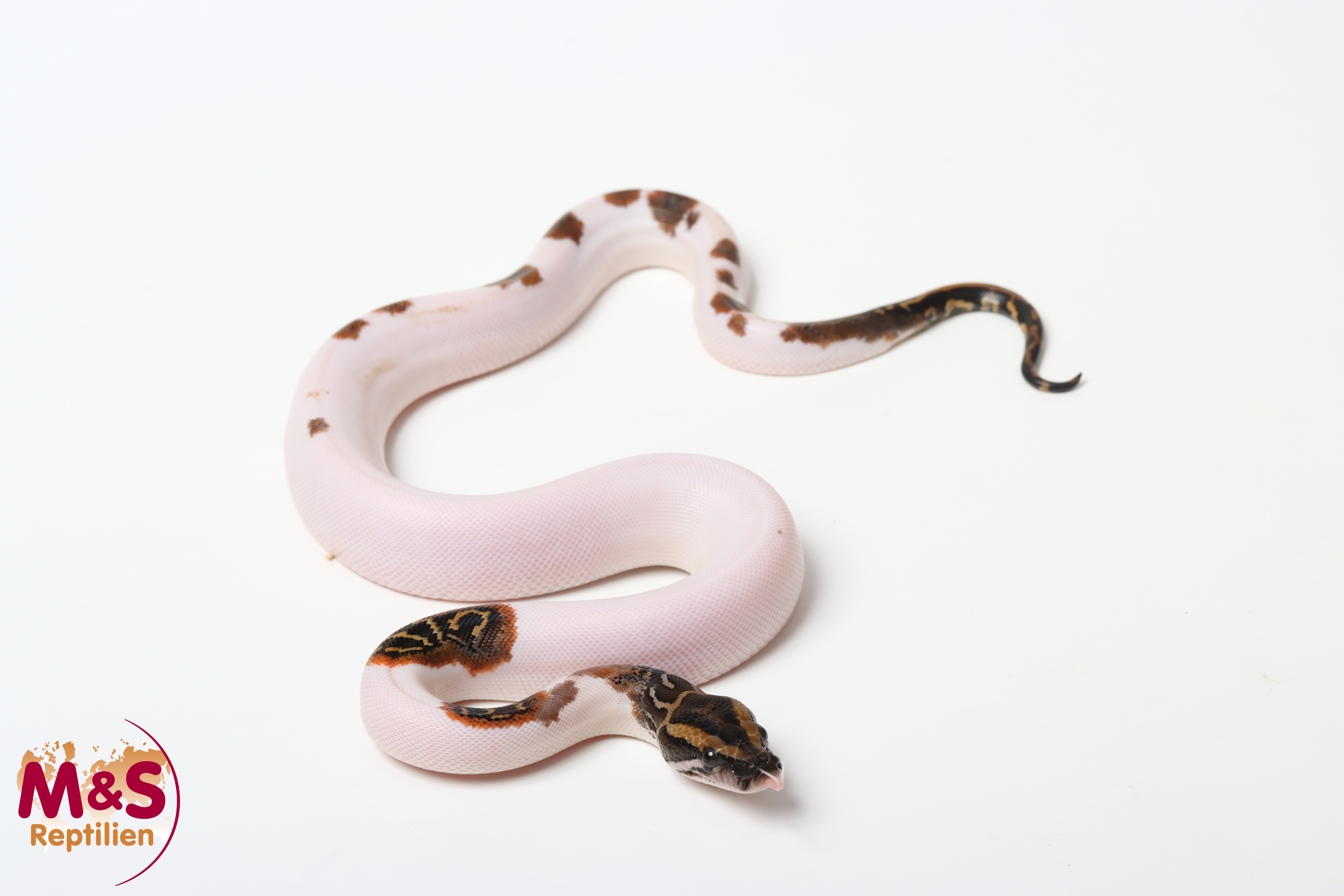 1.0 (Male) Piebald Tigerpython NZ'26 (ca.40cm) Python bivittatus