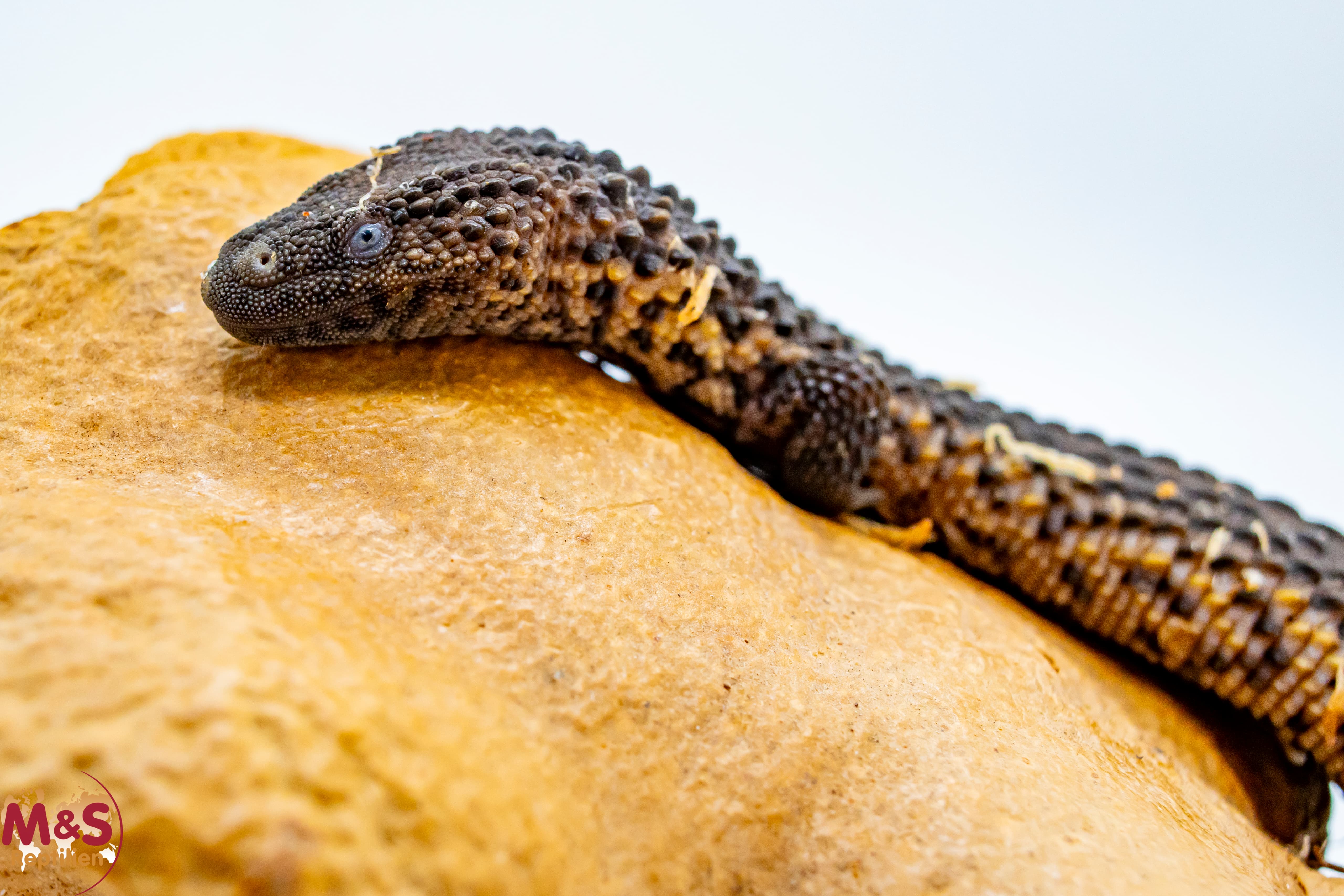 Borneo Taubwaran NZ' 24 (ca. 25 cm) Lanthanotus borneensis (Symbolbild) Geschlecht unbekannt!