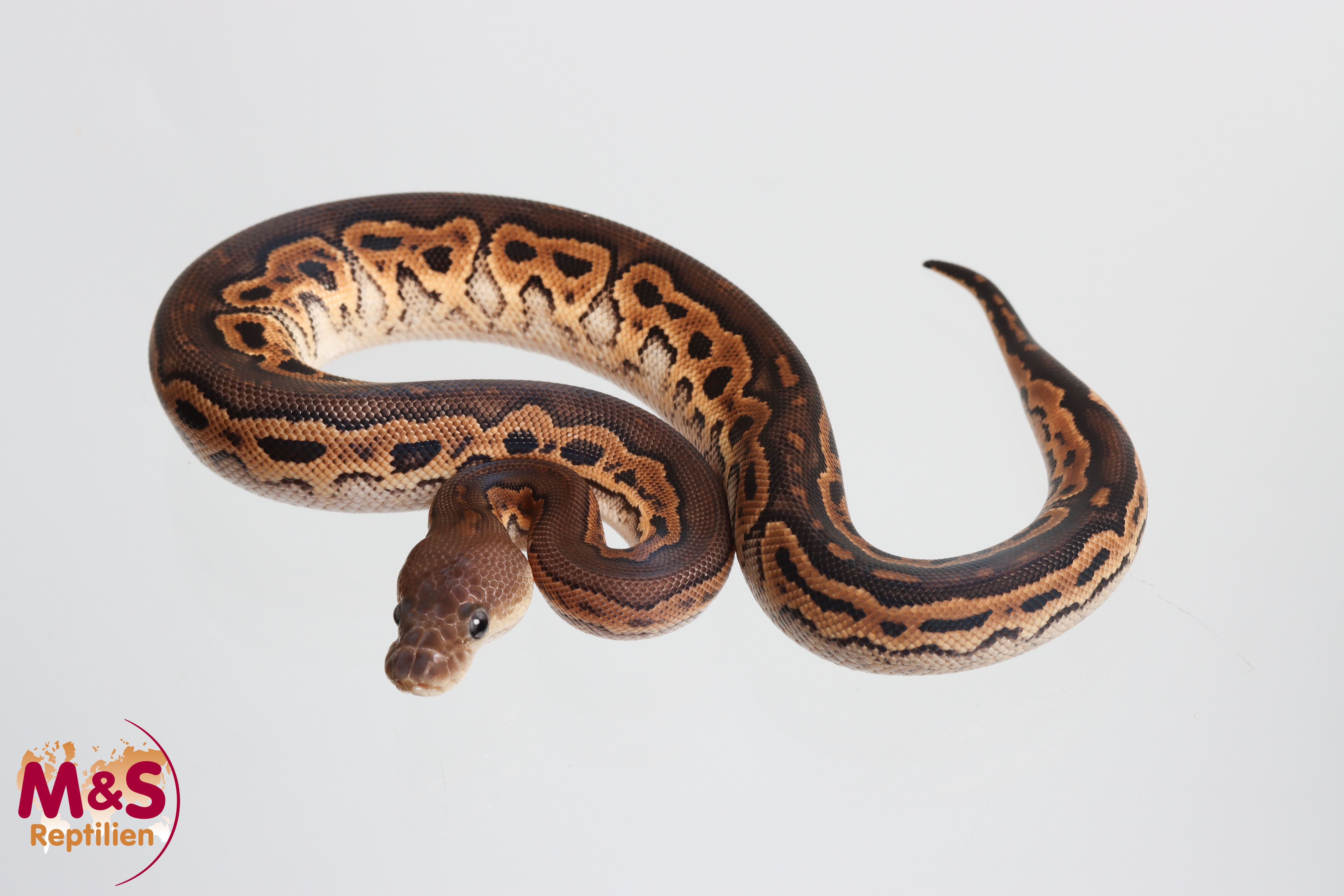 0.1 (Female) Clown - Cinnamon Königspython NZ´M&S´26 Python regius