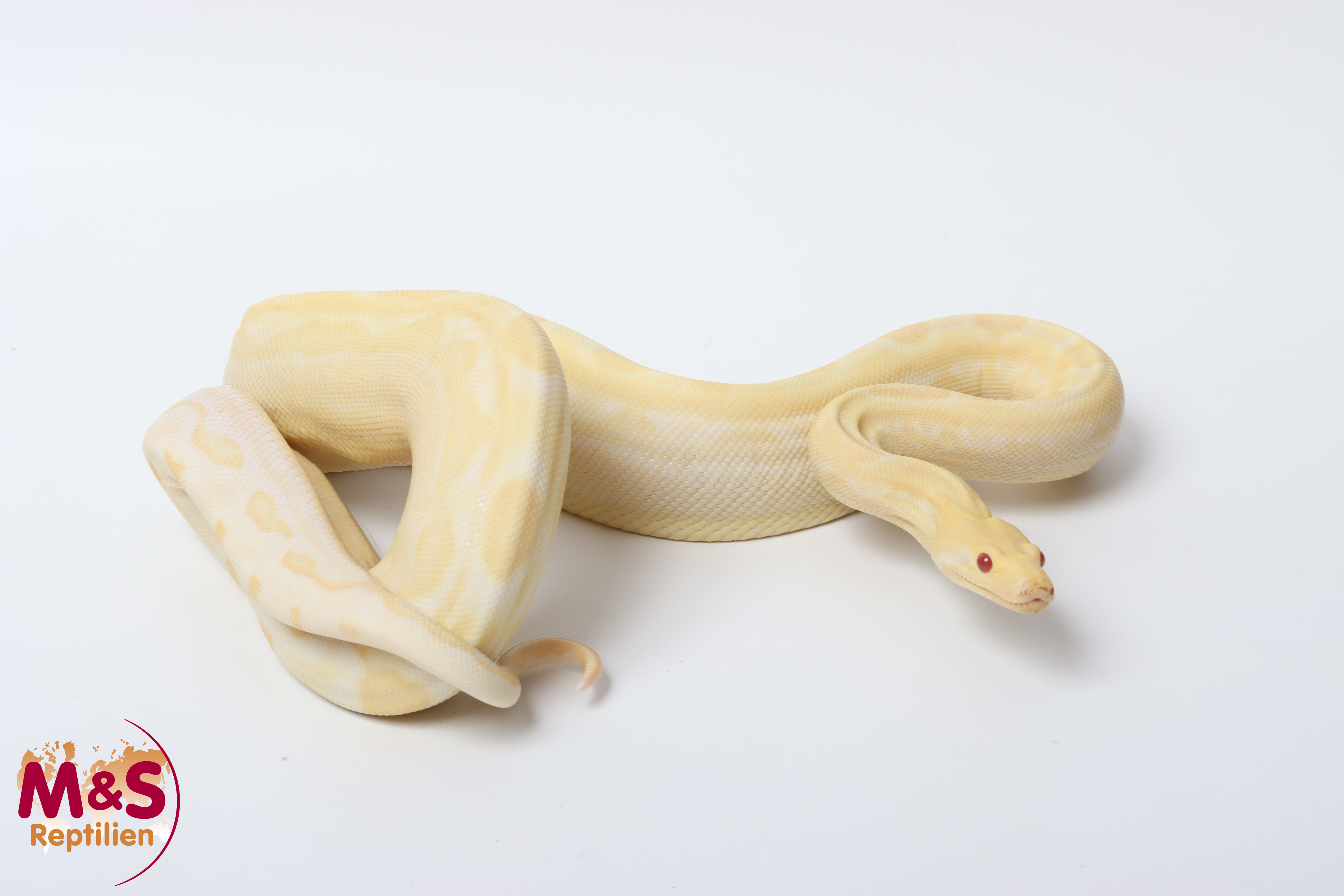 1.0 (Male) IMG Red Dragon Motley NZ'25 (ca. 80cm)  Boa c. imperator (Originalbild)