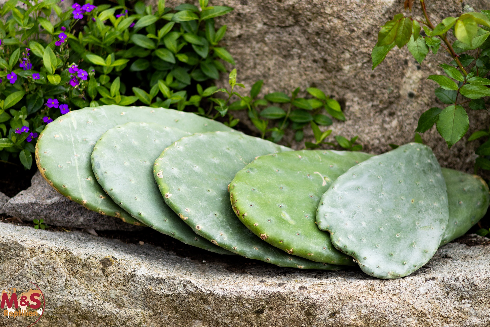 Feigenkaktus/Opuntien, Opuntia ficus indica, Futterpflanze 100% organic! (1 kg)