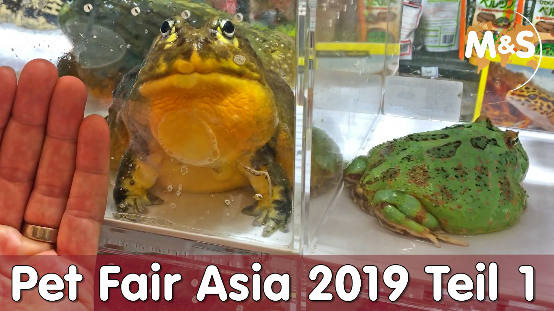 Pet Fair Asia | Teil 1 | China Roadtrip 2019 | Reptil TV