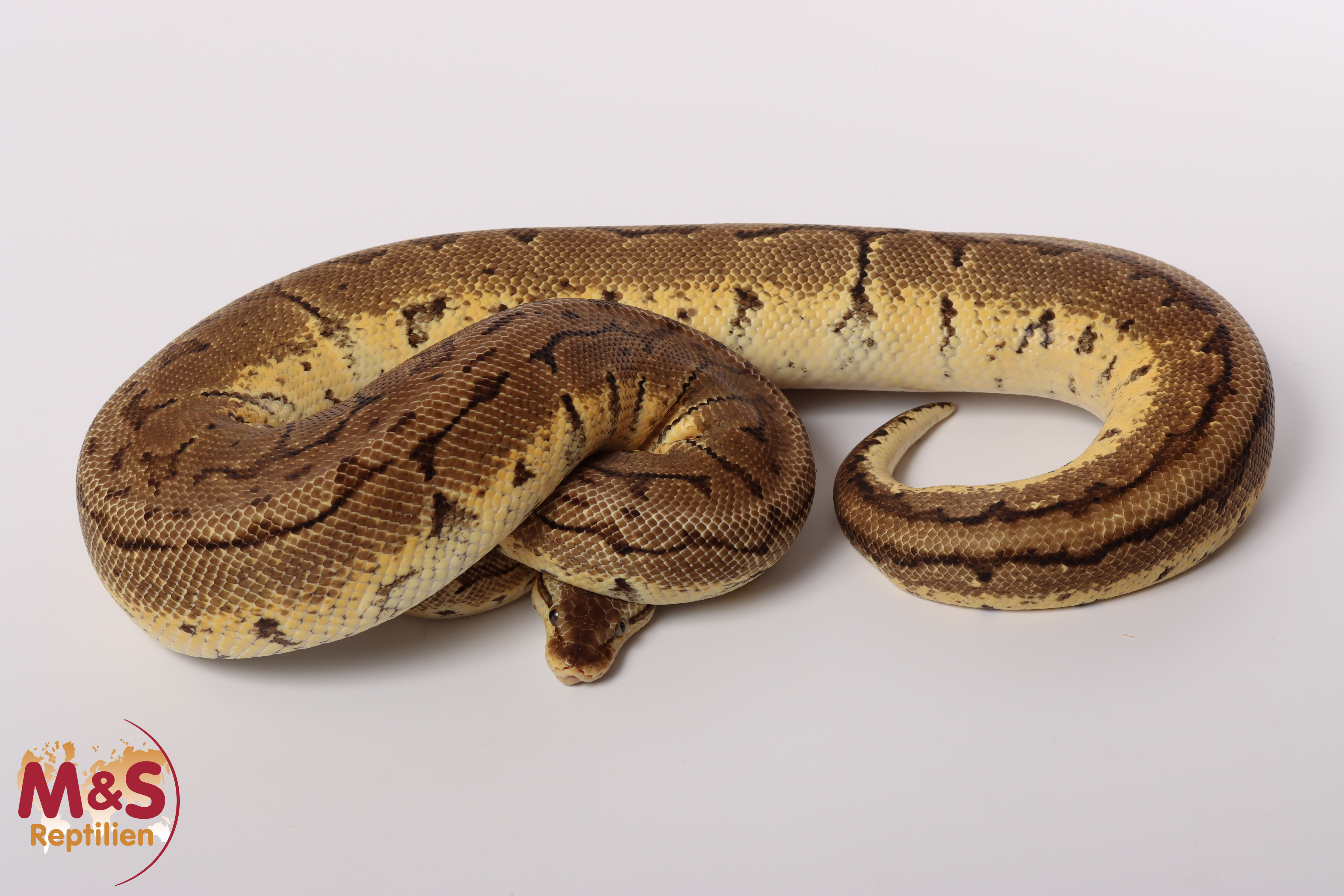 0.1 (Female) Pastel - Pinstripe - Spider Königspython NZ´M&S´ Python regius