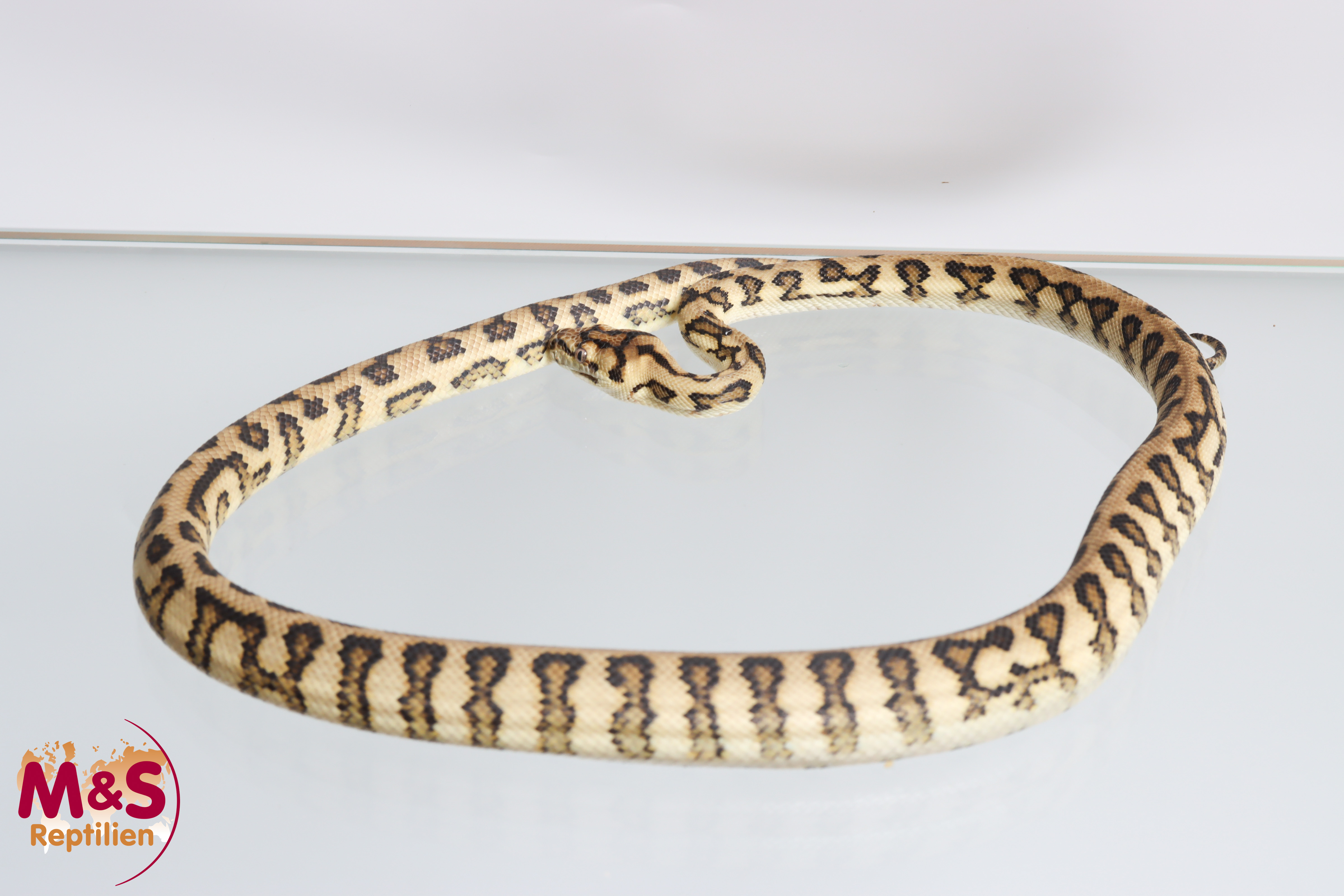 0.1 (Female) Jaguar 100% DH Axantic Albino Teppichpython ( ca.95 cm) NZ’25 Morelia spilota (Originalbild)