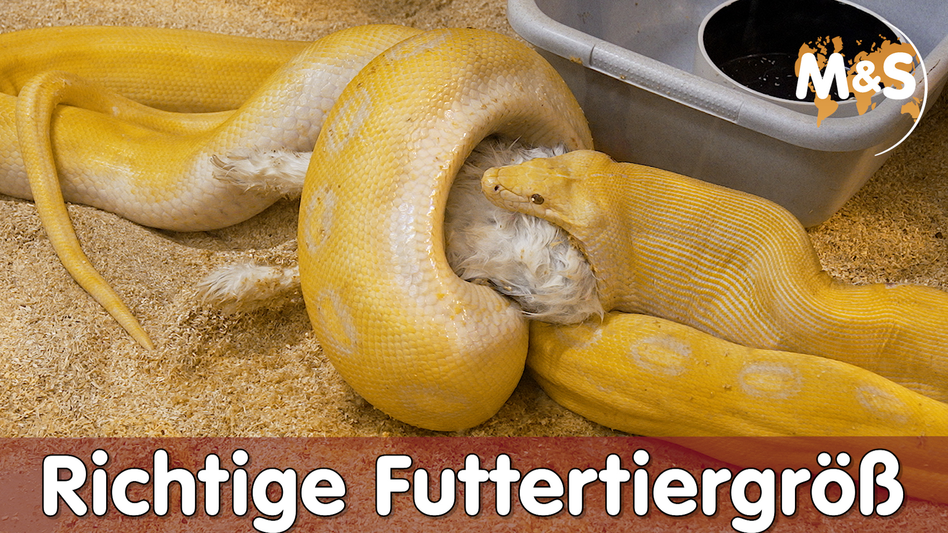 Richtige Futtertiergröße? | Wir verfüttern einen großen Hasen ! | Reptil TV