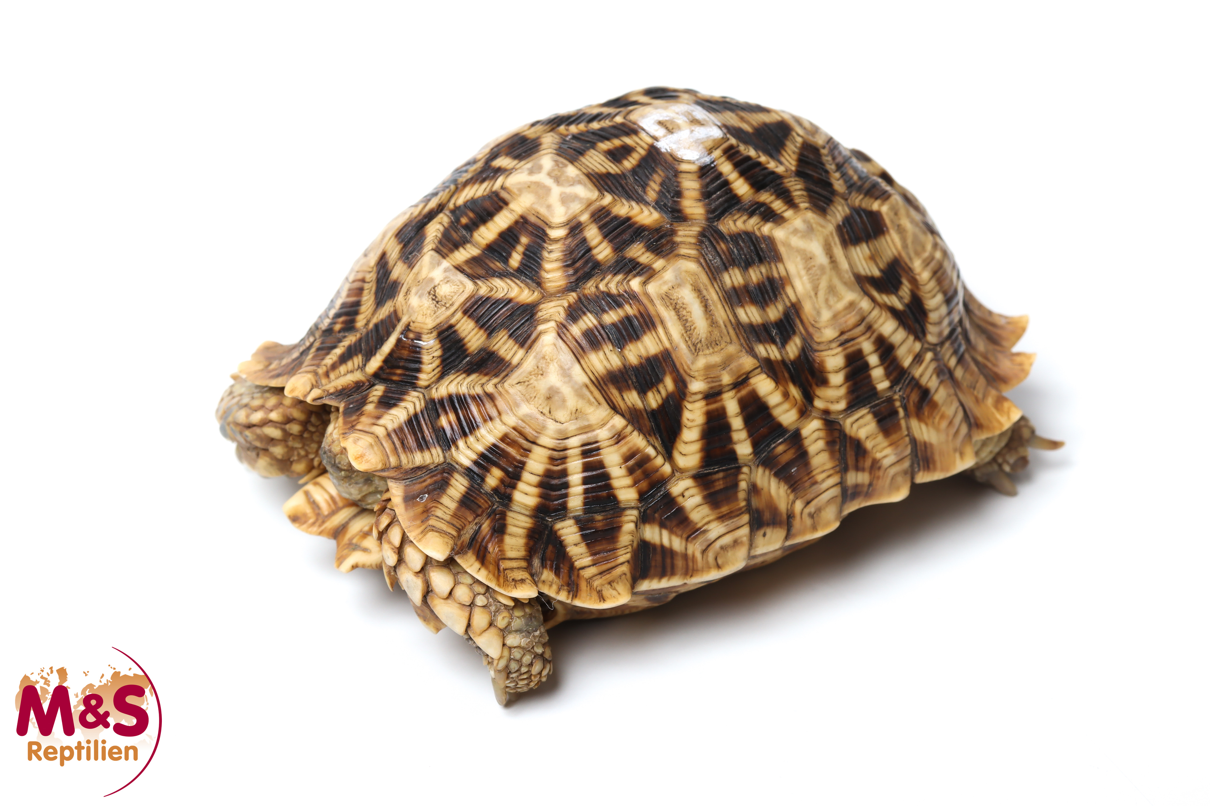 0.1 (Female) Kalahari Stachelrand-Landschildkröte (ca.11cm) NZ´2016 Psammobates oculiferus (Originalbild)