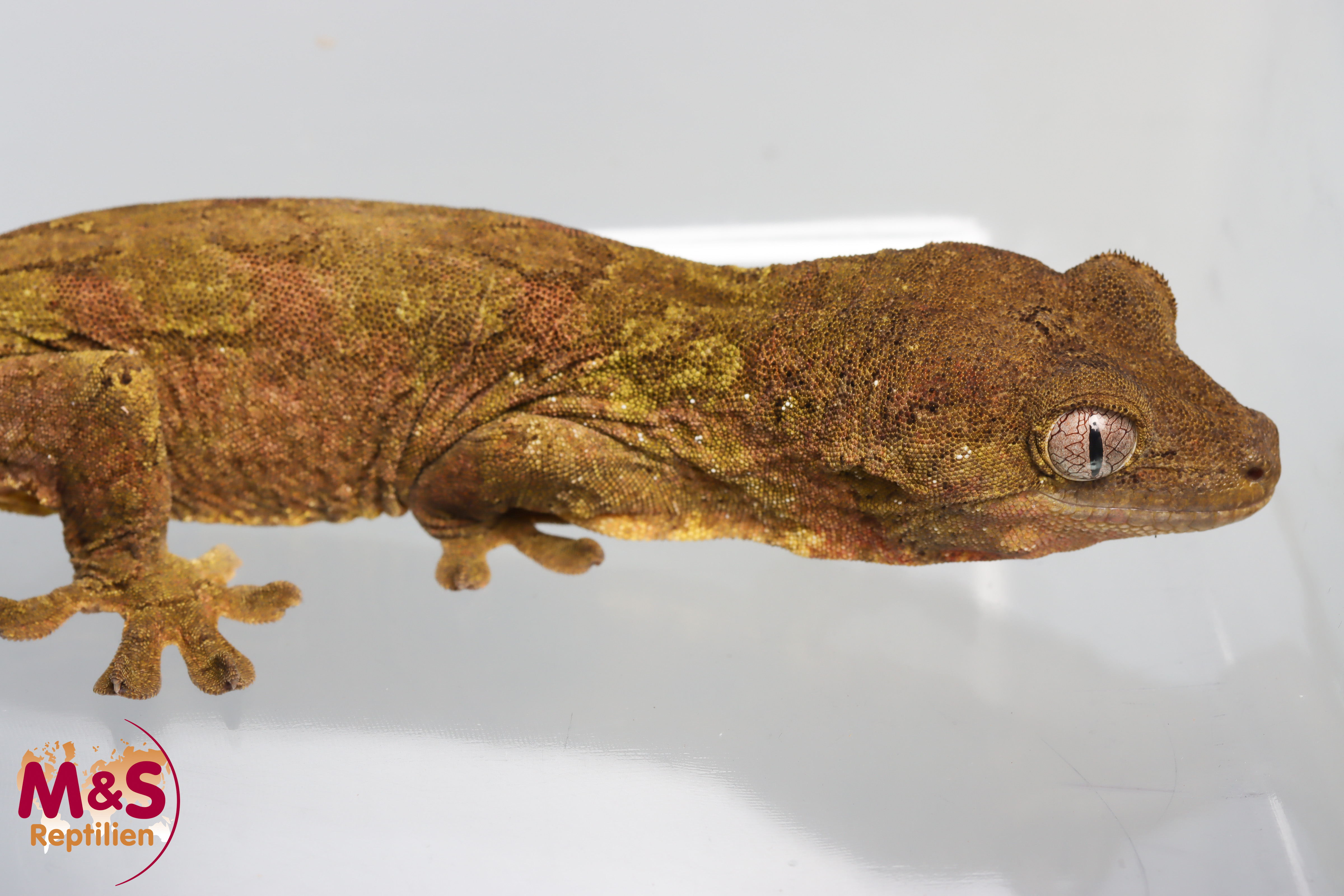 1.0 (Male) -Jalu Nehoue- Flechtengecko (ohne Schwanz)  NZ' 23 (adult) Mniarogekko jalu (Originalbild)