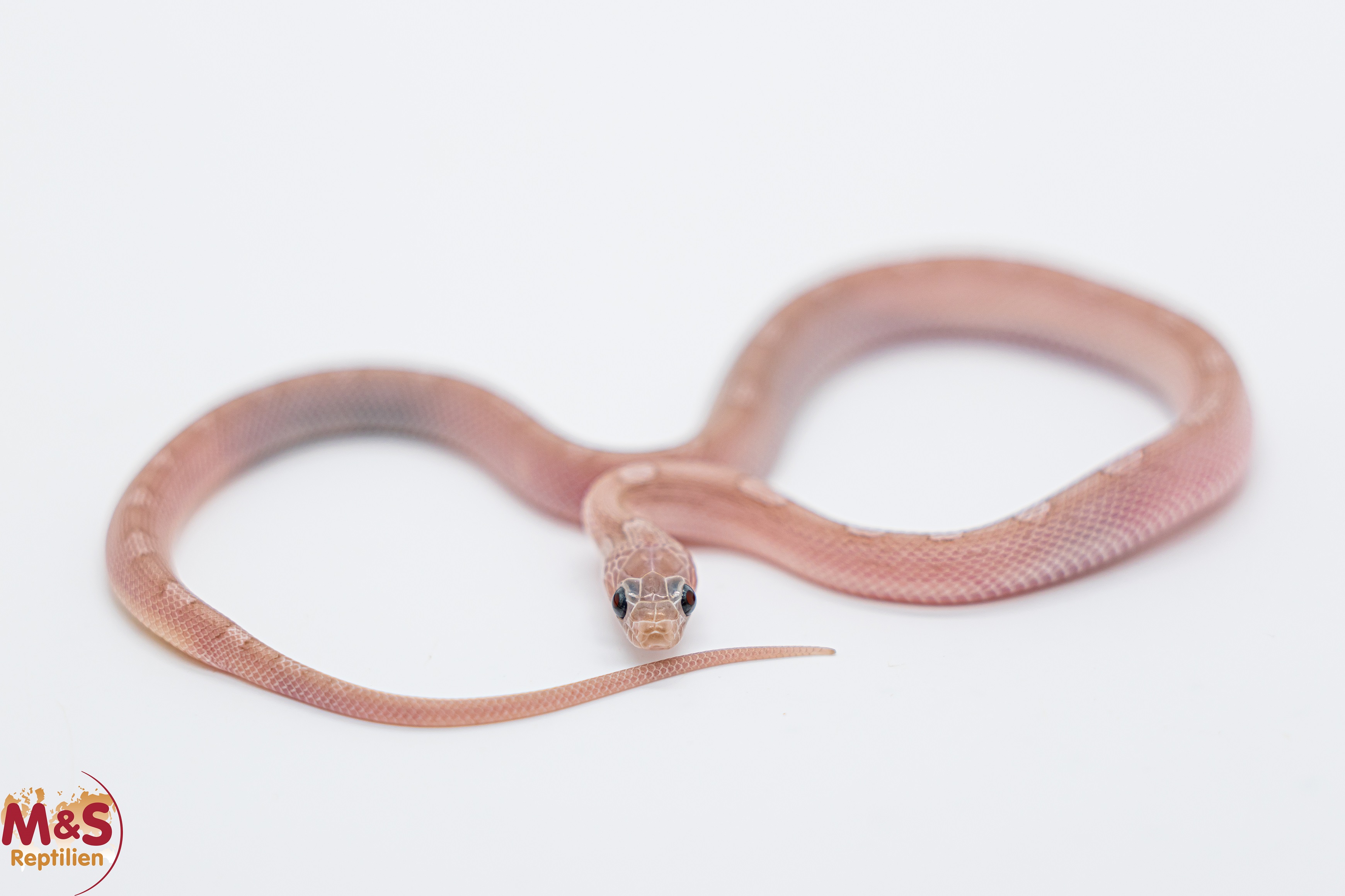 Piedsided Hypo Pewter Motley Kornnatter NZ´25 (ca.30 cm) Pantherophis guttatus (Symbolbild)