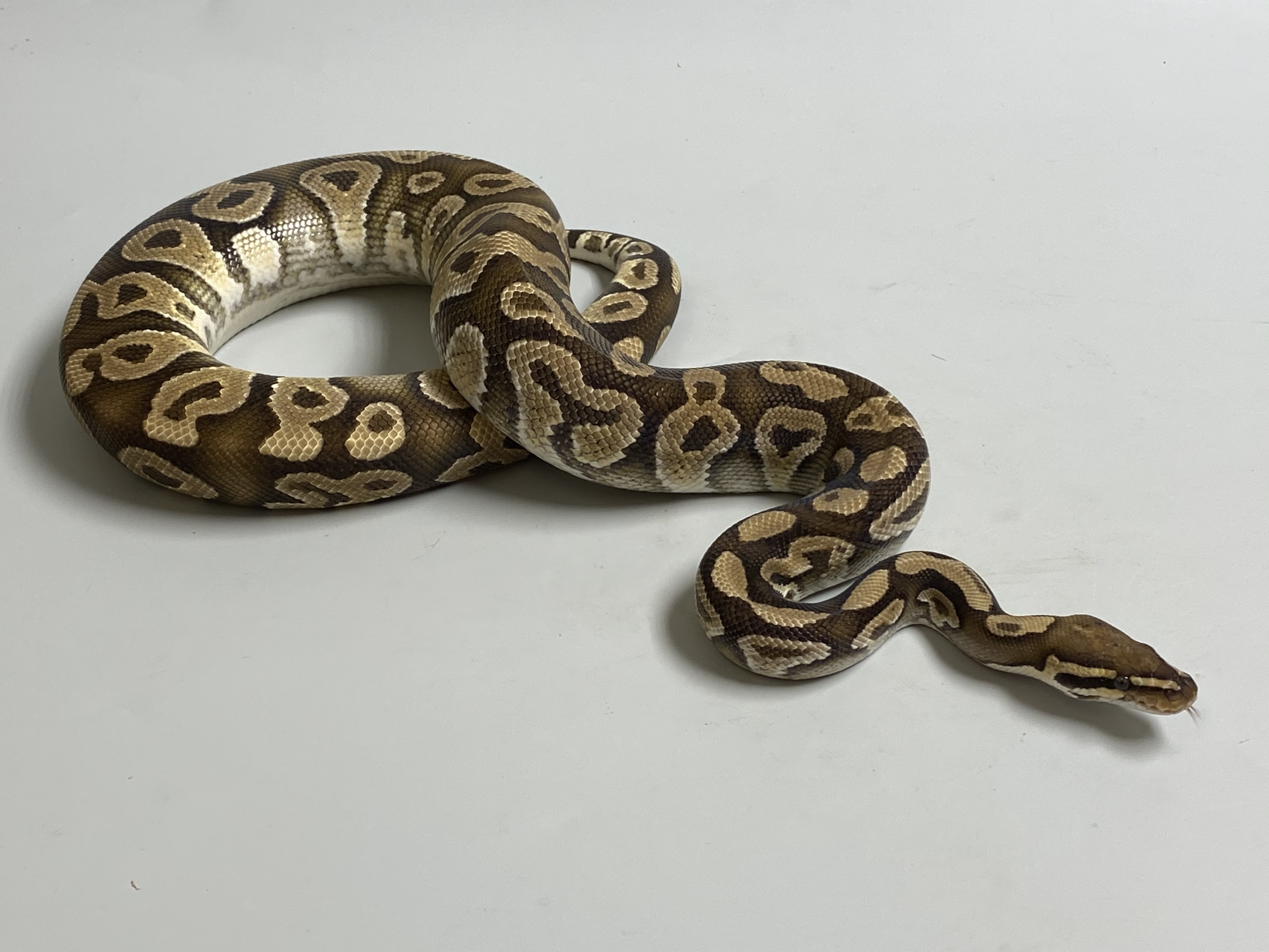 1.0 (Male)  Phantom poss.Gravel Königspython NZ´M&S´17 Python regius