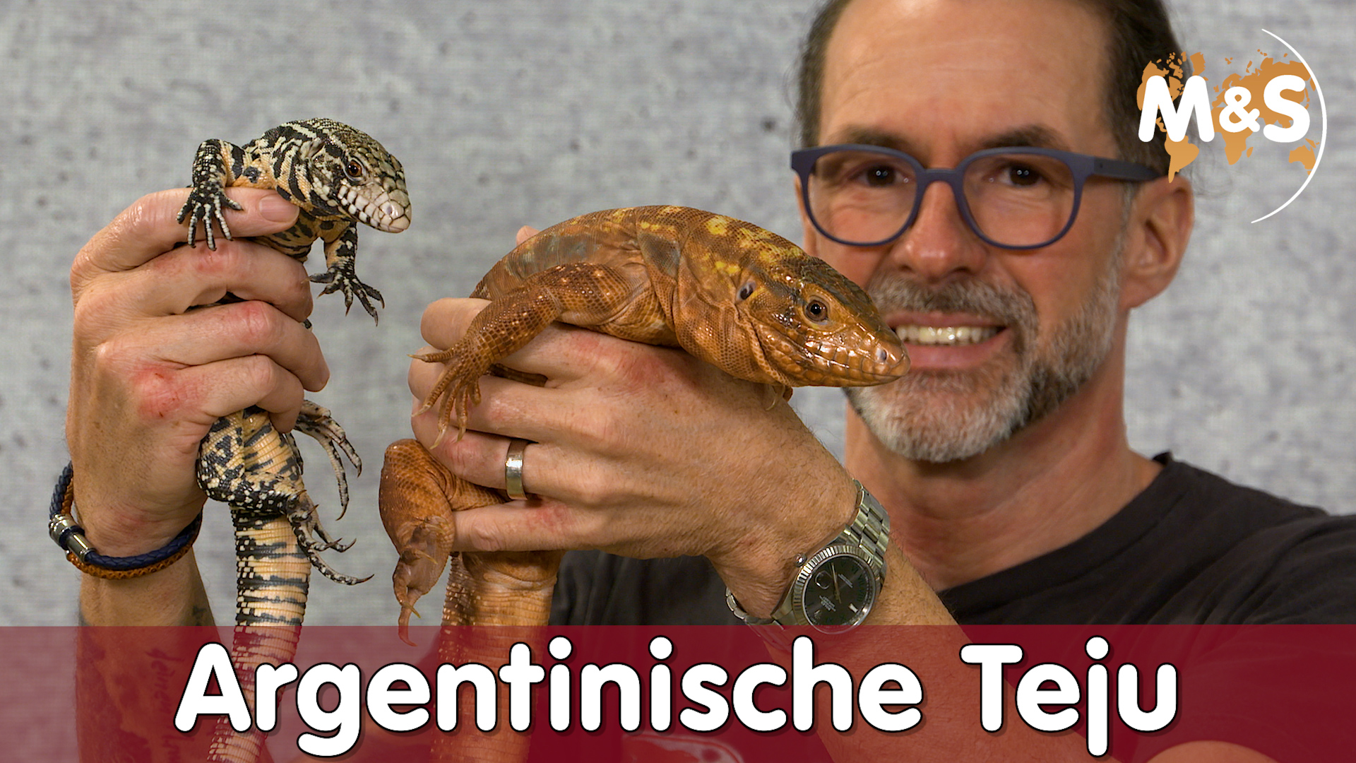 Rote & Schwarzweiße Teju | Salvator rufescens / merianae | Reptil TV